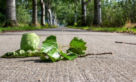 1_Landschap03-Laag-standpunt-Wout-Wagtmanspad-Almere-12-09-2022