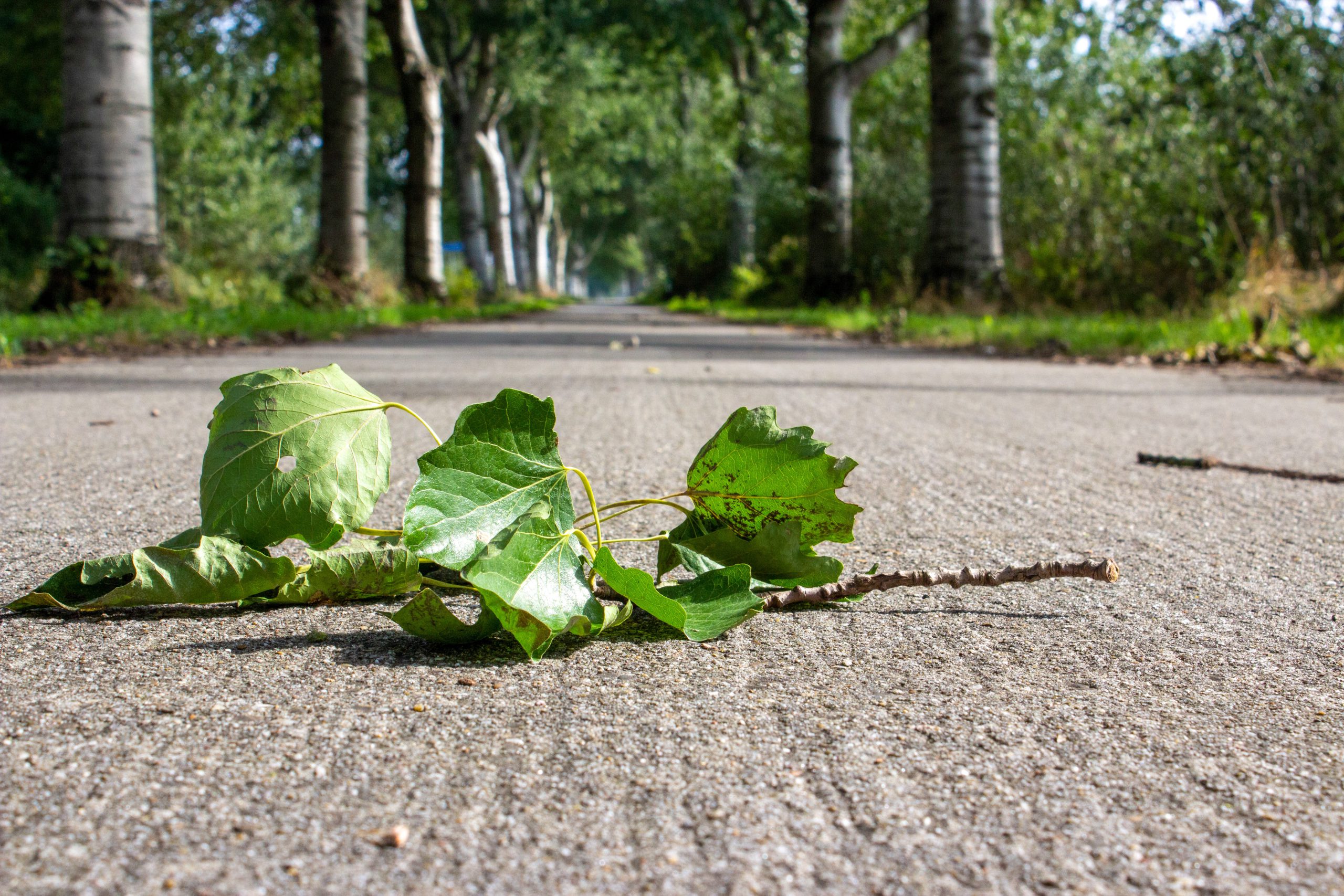 1_Landschap03-Laag-standpunt-Wout-Wagtmanspad-Almere-12-09-2022