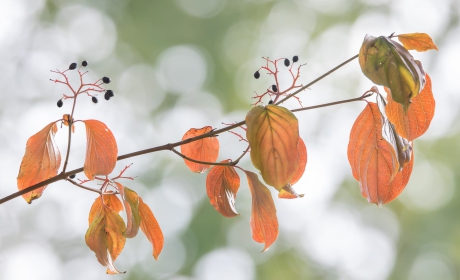 2 – Okt-2025-T – Meer dan 10 blaadjes, besjes en ‘bubbels’ – ISO6400-f9-1-800sec-420mm
