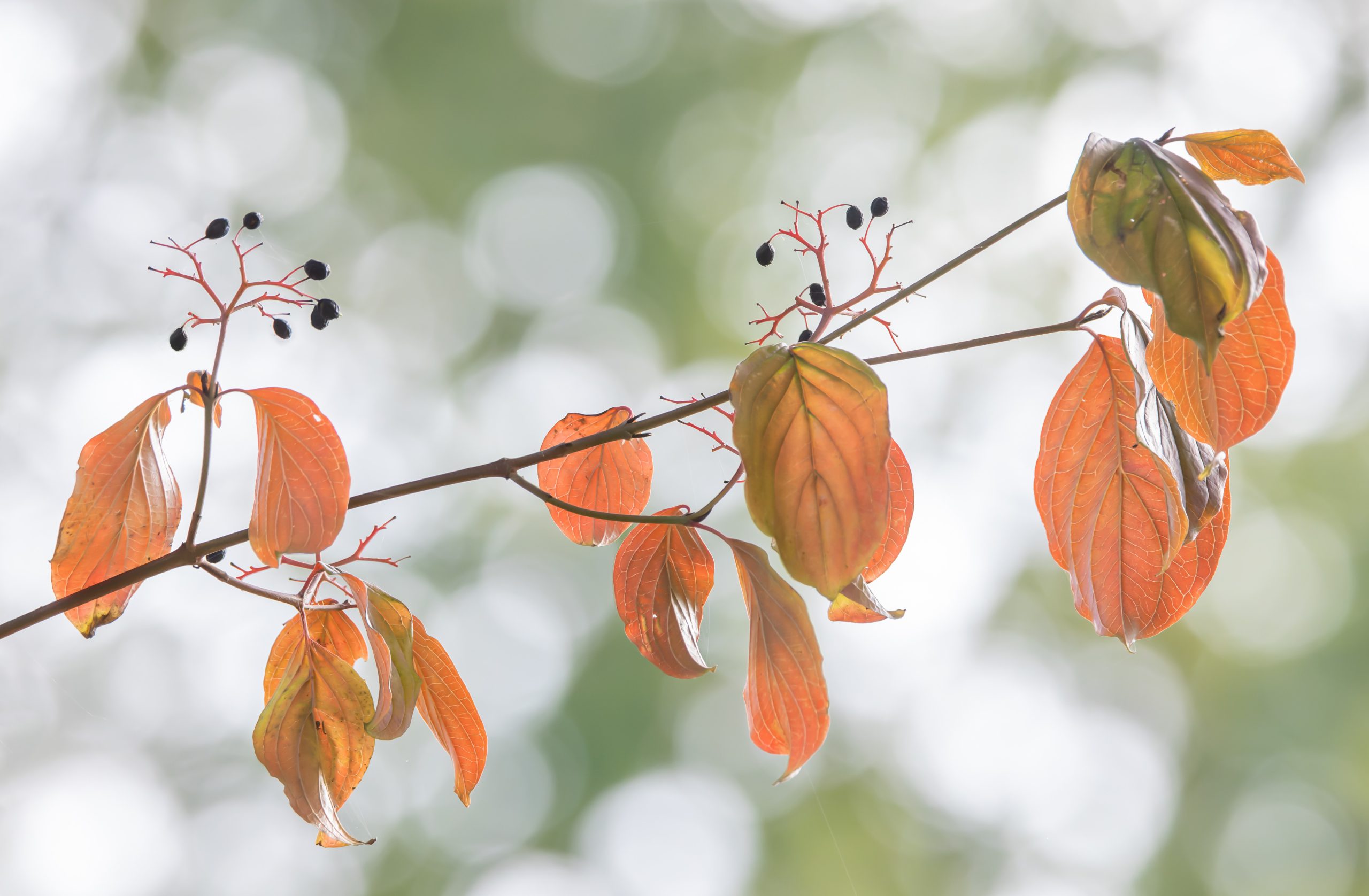 2 – Okt-2025-T – Meer dan 10 blaadjes, besjes en ‘bubbels’ – ISO6400-f9-1-800sec-420mm