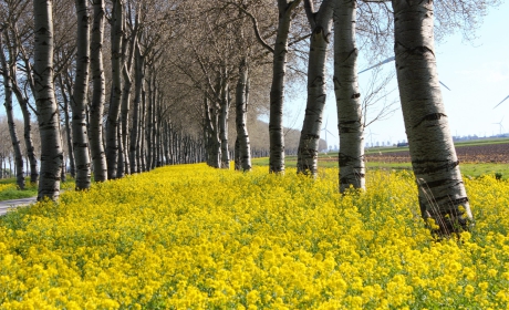 2_Landschap04-Koolzaadveld-Vogelweg-Zeewolde-19-04-2023