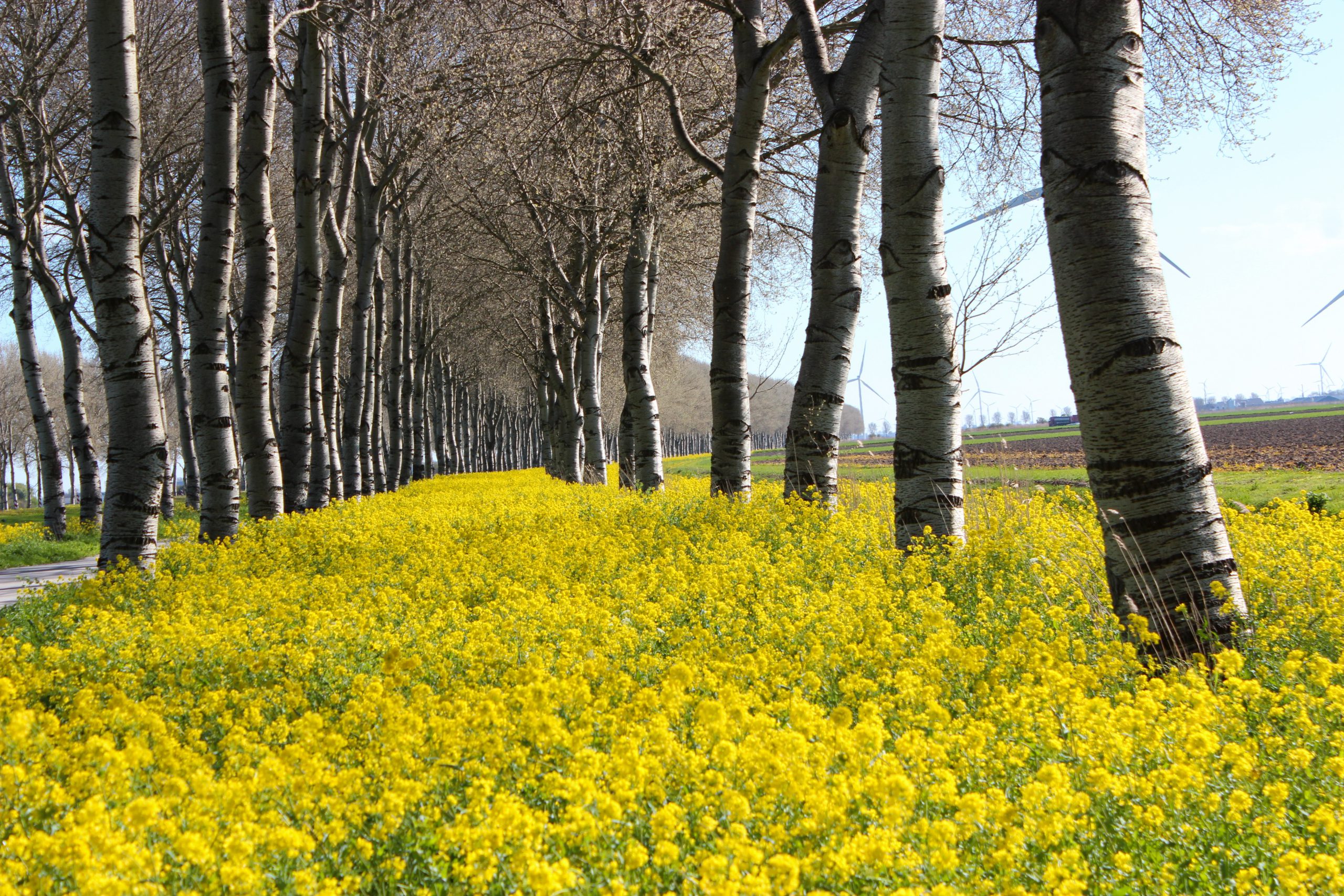 2_Landschap04-Koolzaadveld-Vogelweg-Zeewolde-19-04-2023