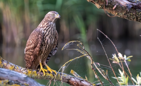 2_Vogel15-Havik_Lepelaarplassen_18aug2024