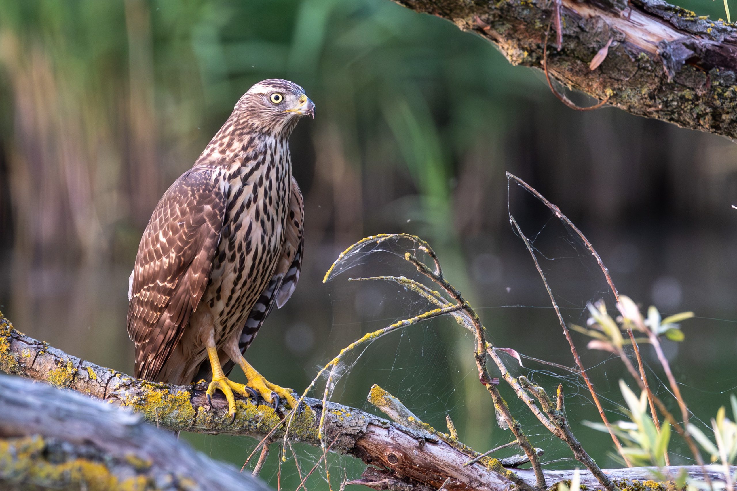2_Vogel15-Havik_Lepelaarplassen_18aug2024