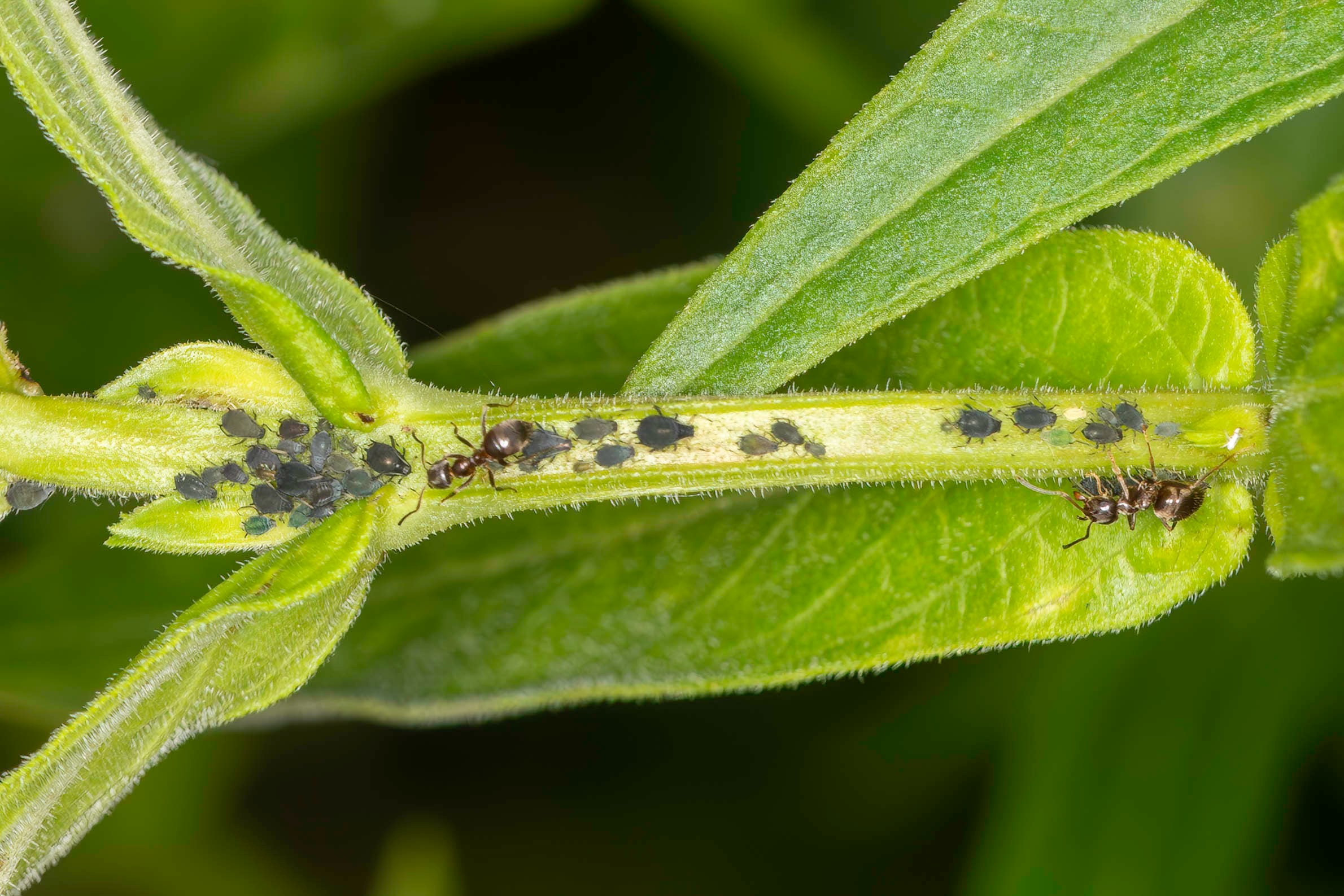 3 – Okt-2025-F – Opstopping – ISO800-f11-1-180sec-100mm