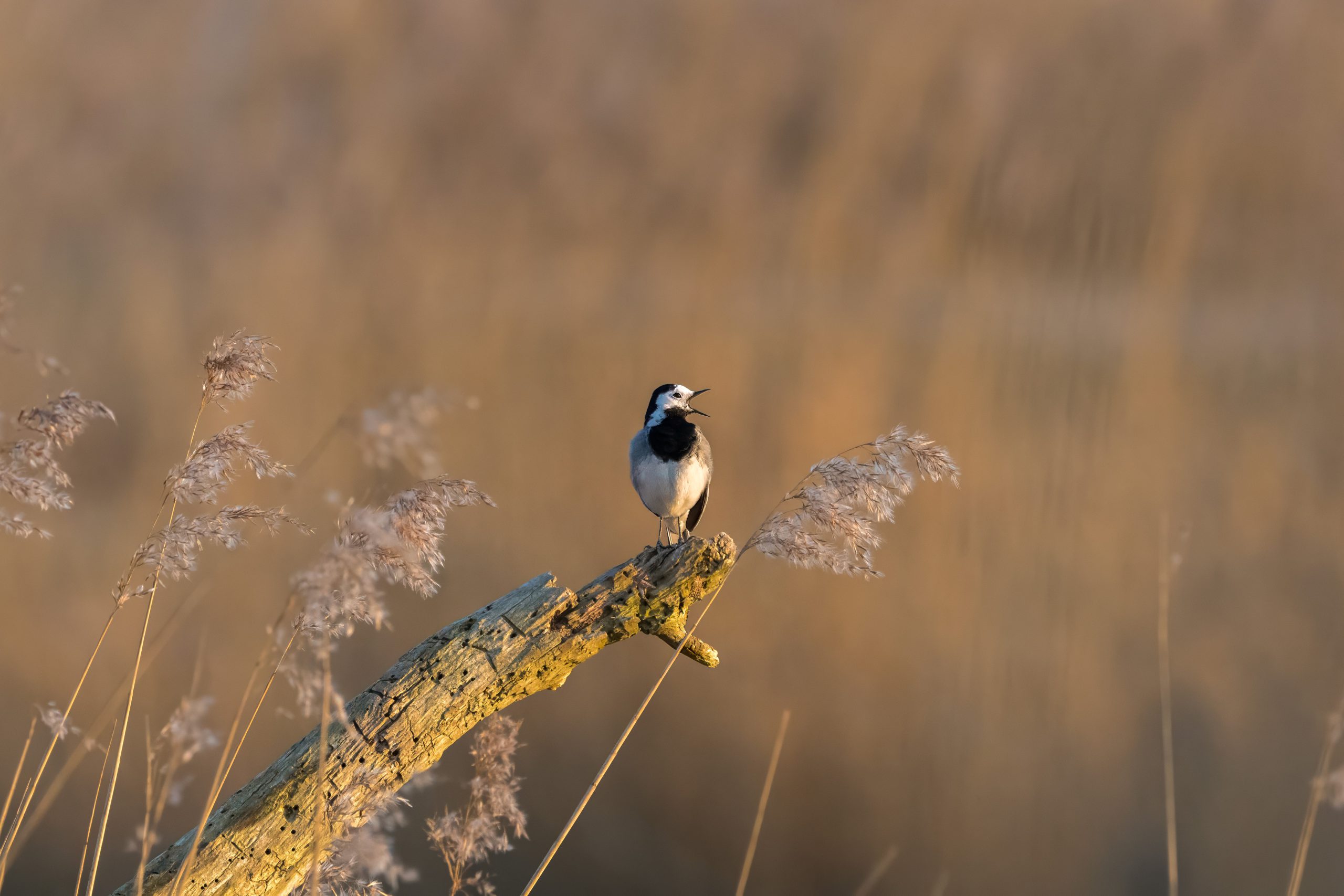 3_Vogel06-Witte-kwikstaart-Oostvaardersplassen-08032025