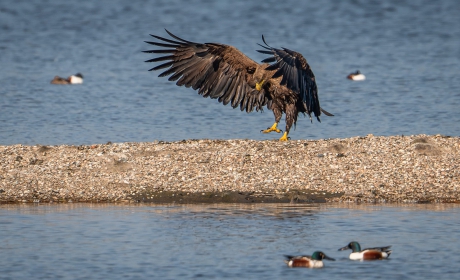 3_Vogel07-Zeearend_Lepelaarhut_20220321