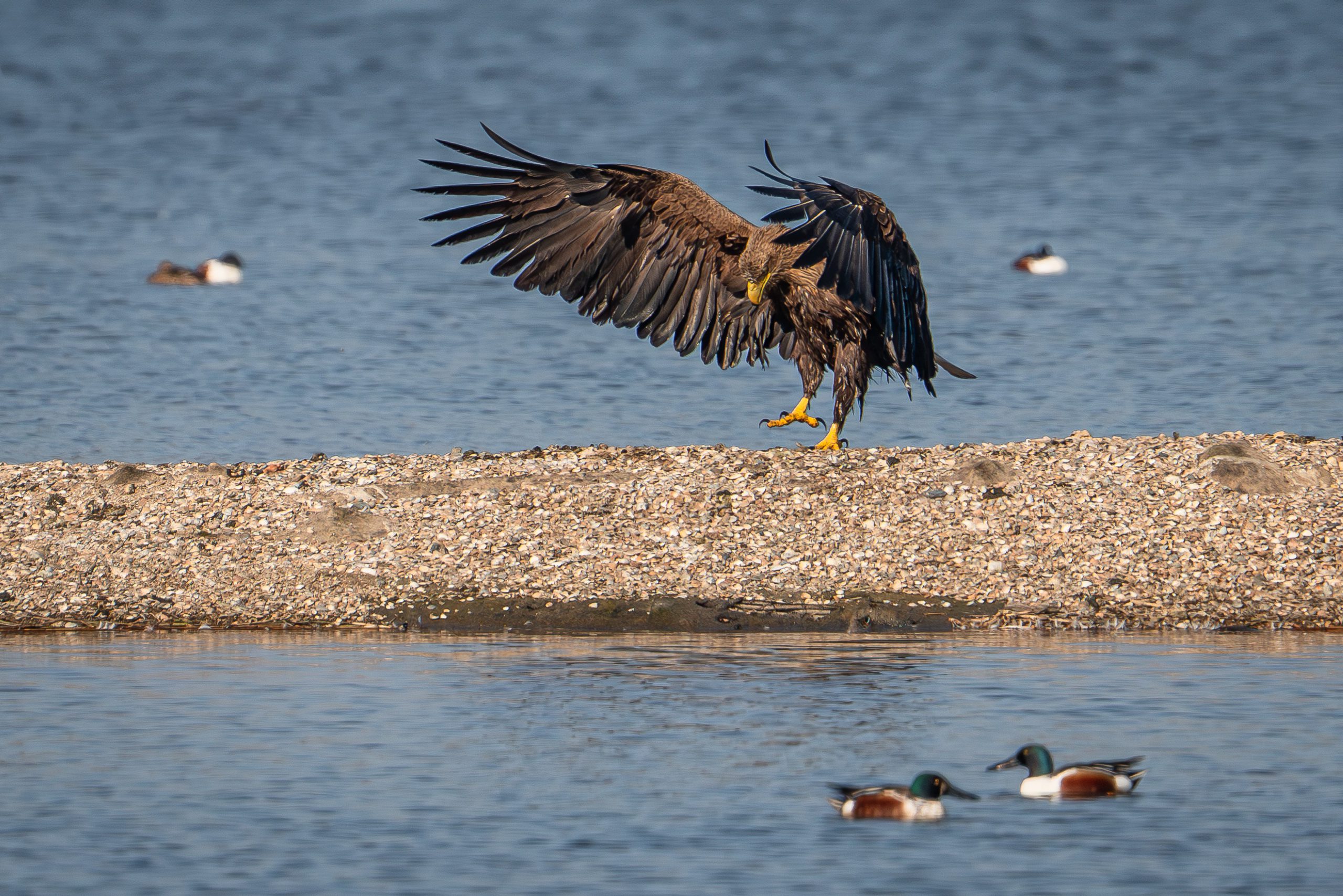 3_Vogel07-Zeearend_Lepelaarhut_20220321