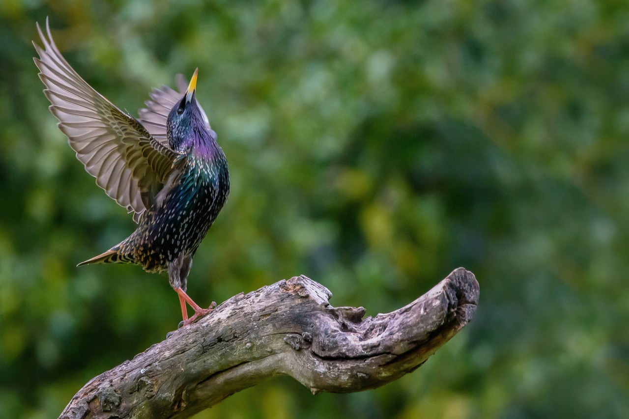 Apr-2025-L – Spreeuw met ruimte voor ballet – ISO6400-f8-1-2500sec-600mm