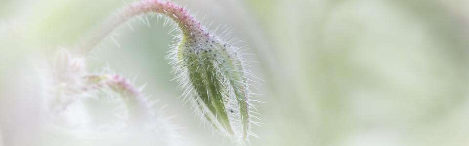 Botanischetuin