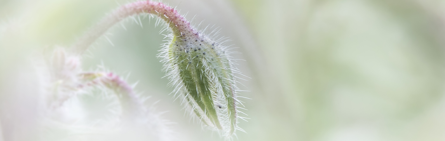 Botanischetuin