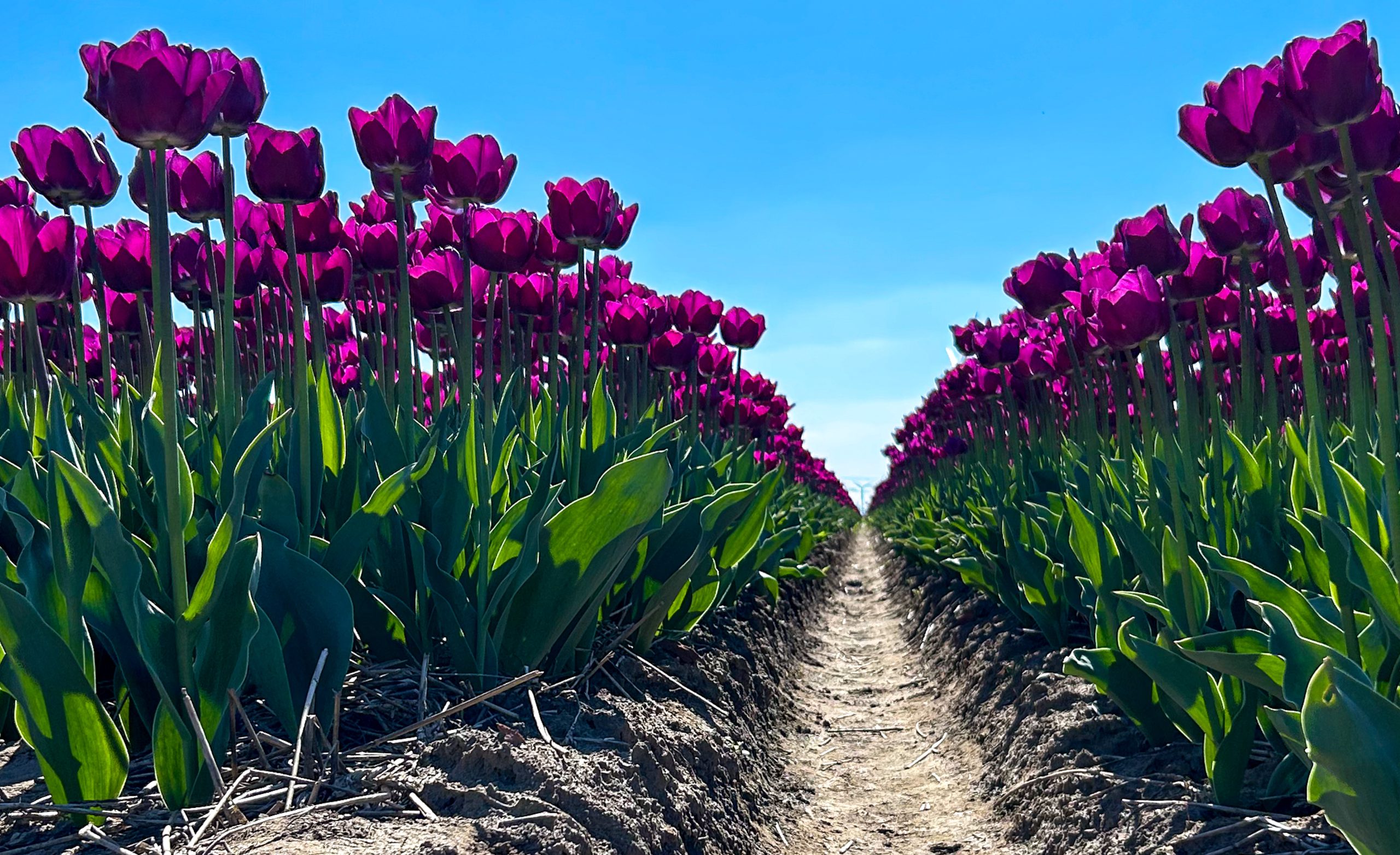 Jun-2025-E – Tulpenveld – ISO50-f1.5-1-6000sec-6mm