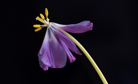 Jun-2025-G – Op z’n mooist…-ISO400-f2.8-1-60sec-90mm