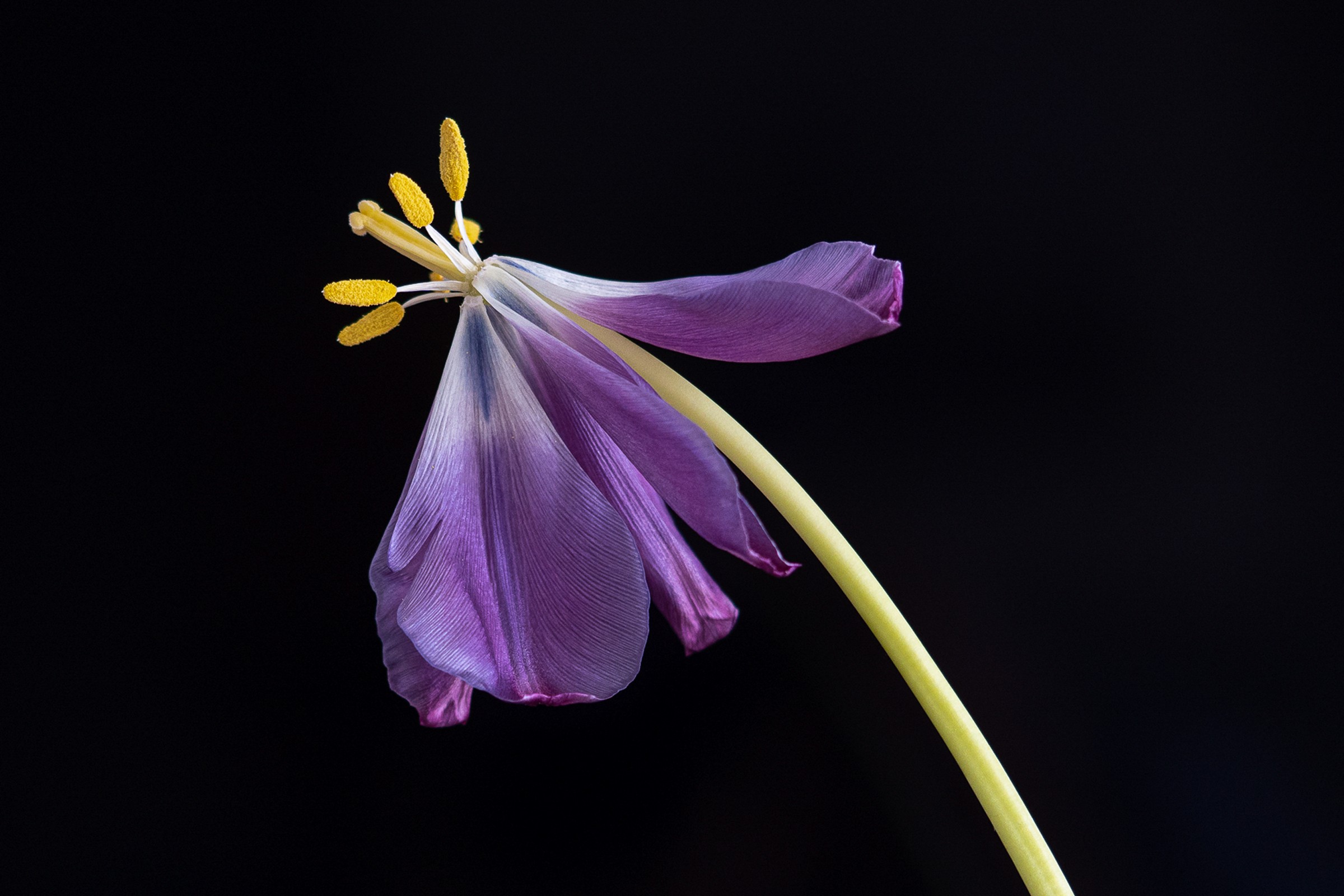 Jun-2025-G – Op z’n mooist…-ISO400-f2.8-1-60sec-90mm