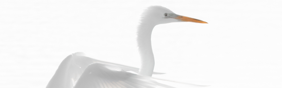 Landende zilverreiger