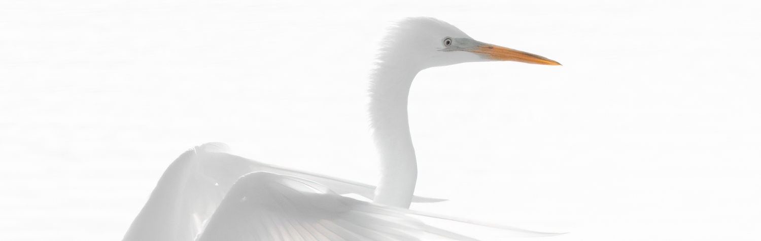 Landende zilverreiger