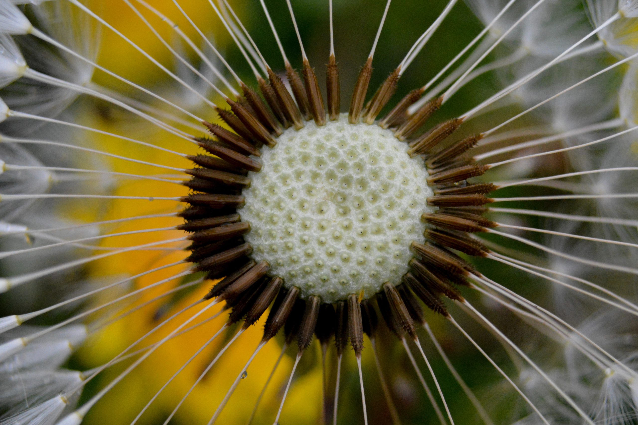 Mei-2025-G – Uitgebloeide favoriet – ISO4000-f6.3-1-640sec-36mm