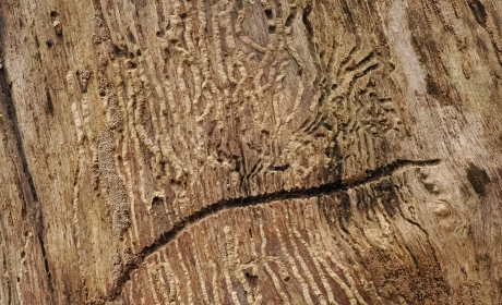 Mei-2025-M – Sporen in hout – ISO3200-f9-1-125sec-90mm