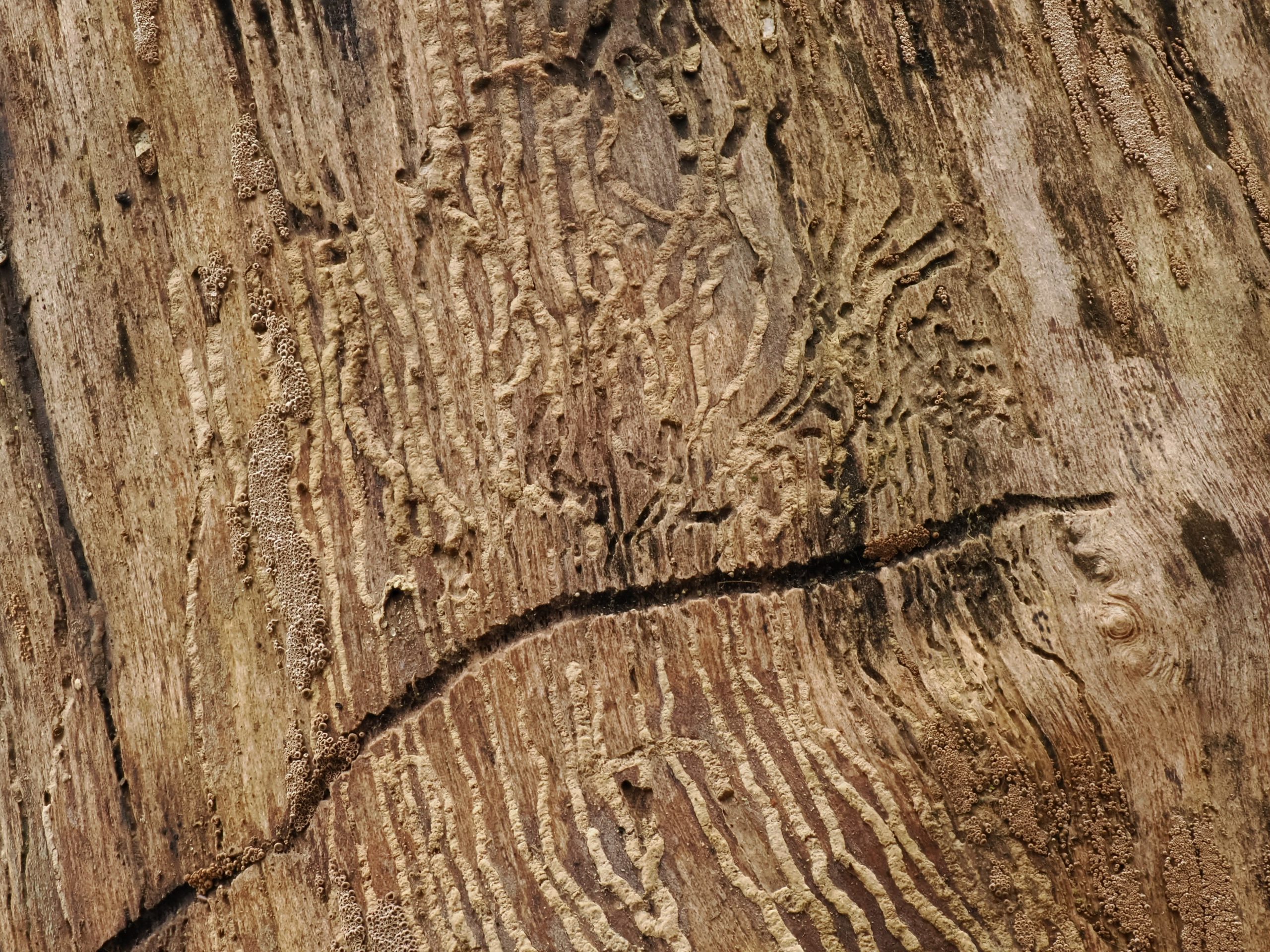 Mei-2025-M – Sporen in hout – ISO3200-f9-1-125sec-90mm