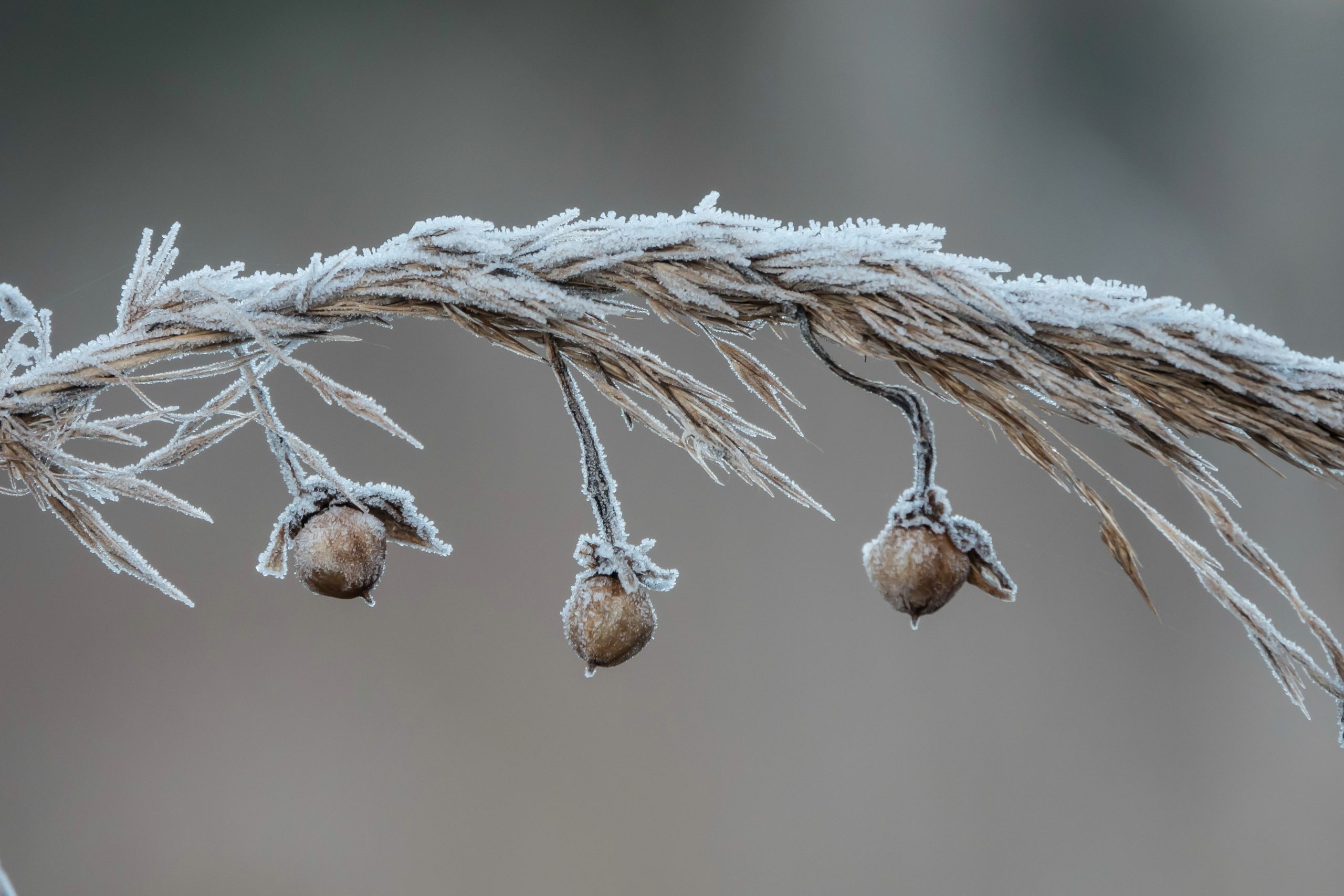 Mrt-2025-C – Frozen – ISO500-f4-1-320sec-206mm