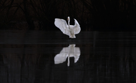 Mrt-2025-D – De dirigent – ISO5000-f6.3-1-600sec-600mm