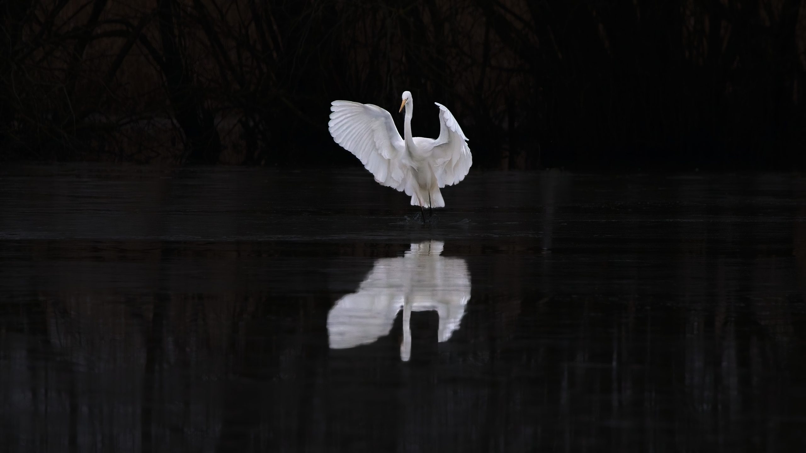 Mrt-2025-D – De dirigent – ISO5000-f6.3-1-600sec-600mm