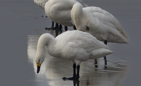 Witte reflectie, kleine zwanen op het ijs