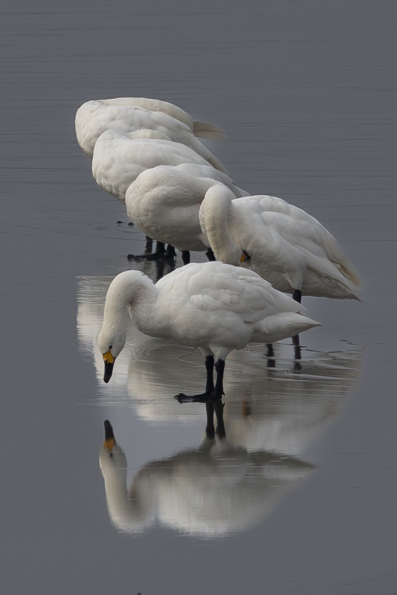 Witte reflectie, kleine zwanen op het ijs