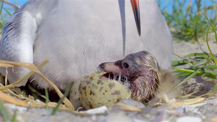 Visdief op nest