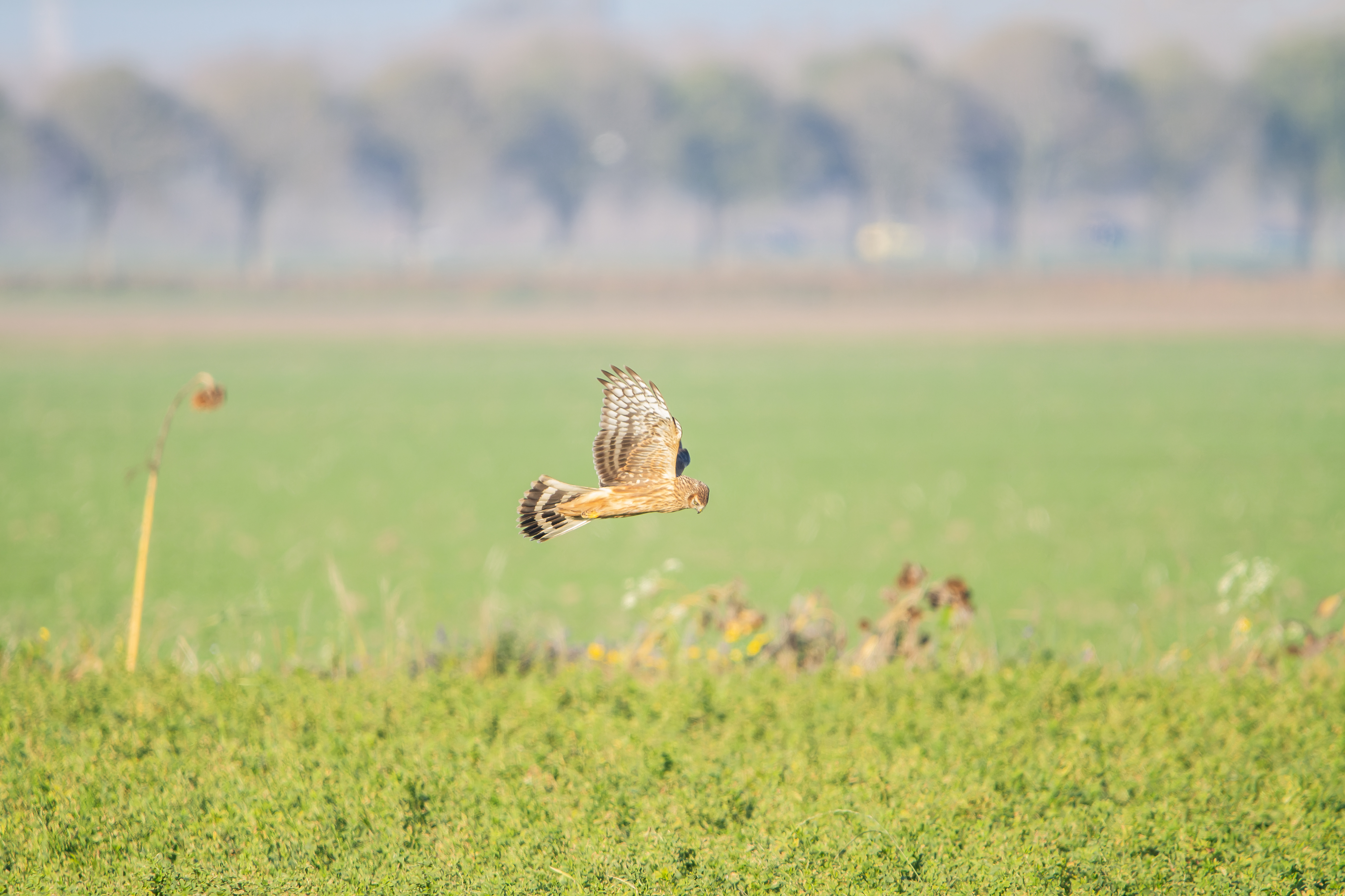 Erna Koelman/ap_Blauwe_Kiekendief_Dodaarsweg_20181117_Erna_Koelman-2.jpg