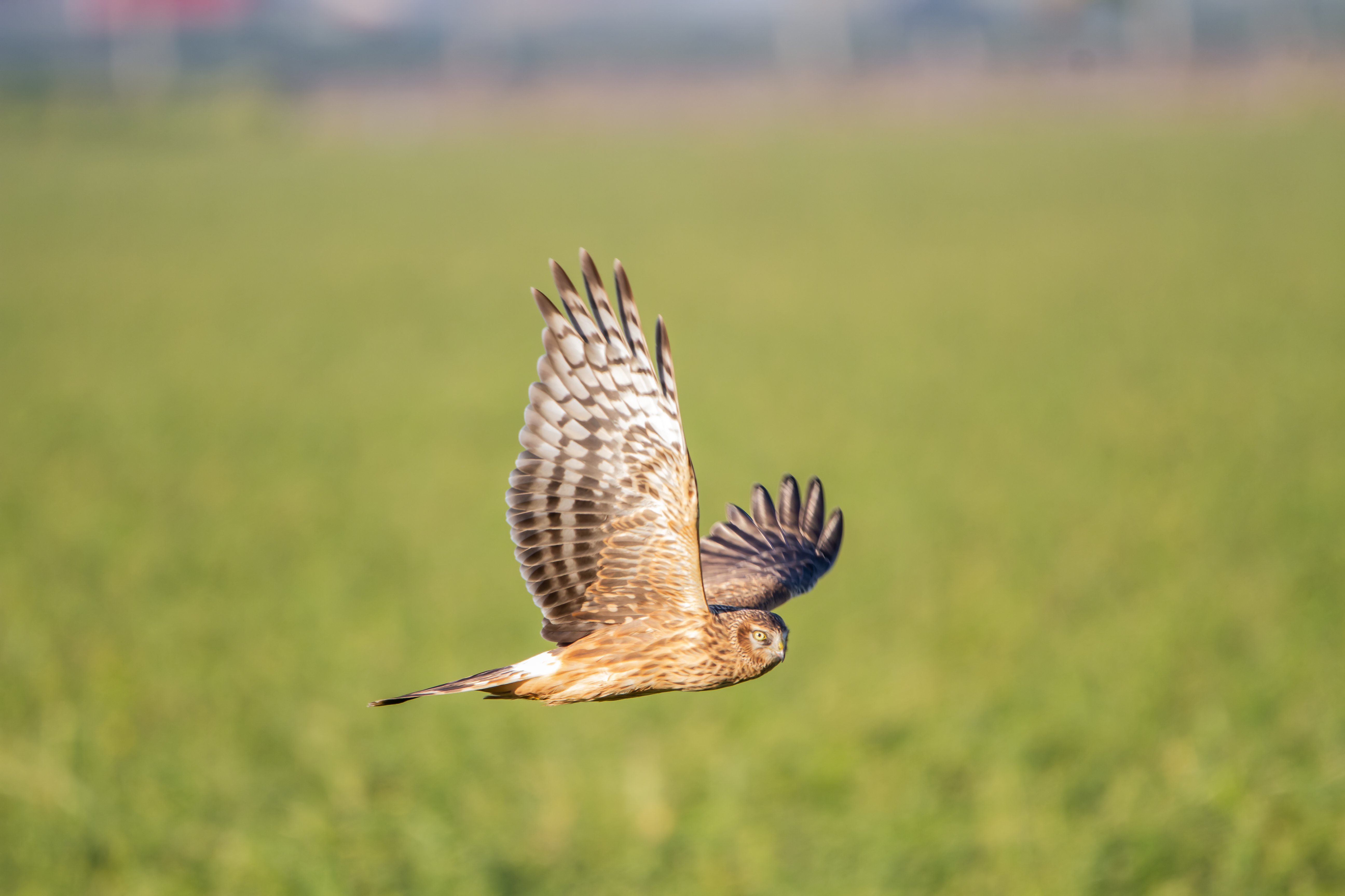 Erna Koelman/ap_Blauwe_Kiekendief_Dodaarsweg_20181117_Erna_Koelman-3.jpg