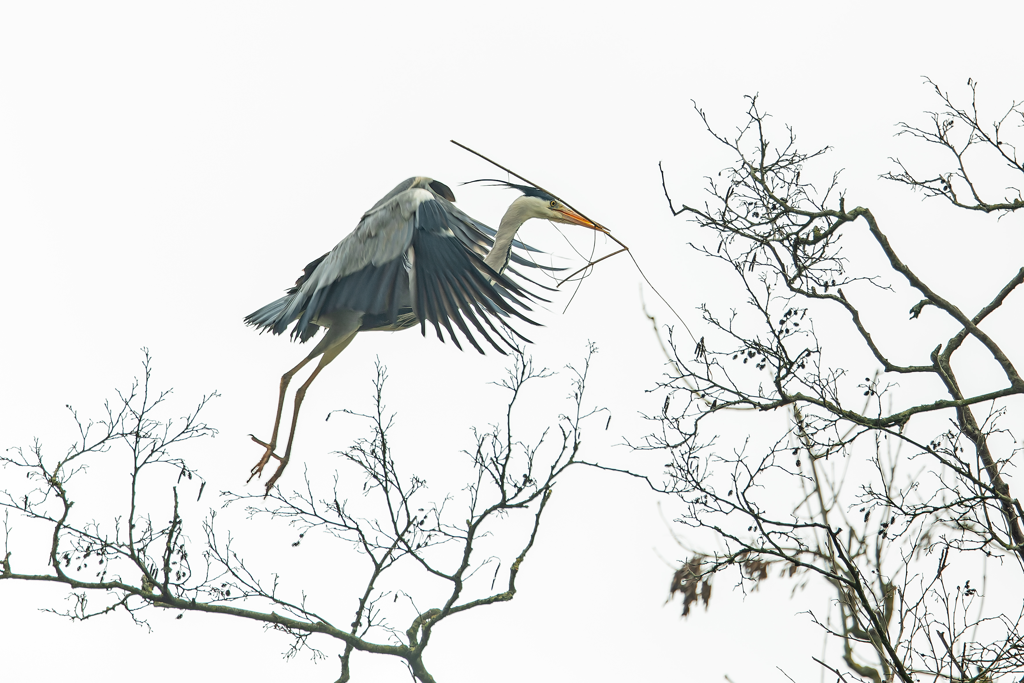 Erna Koelman/ap_Blauwe_Reiger_Eempolder_20240316_Erna_Koelman_IMG_6397.jpg