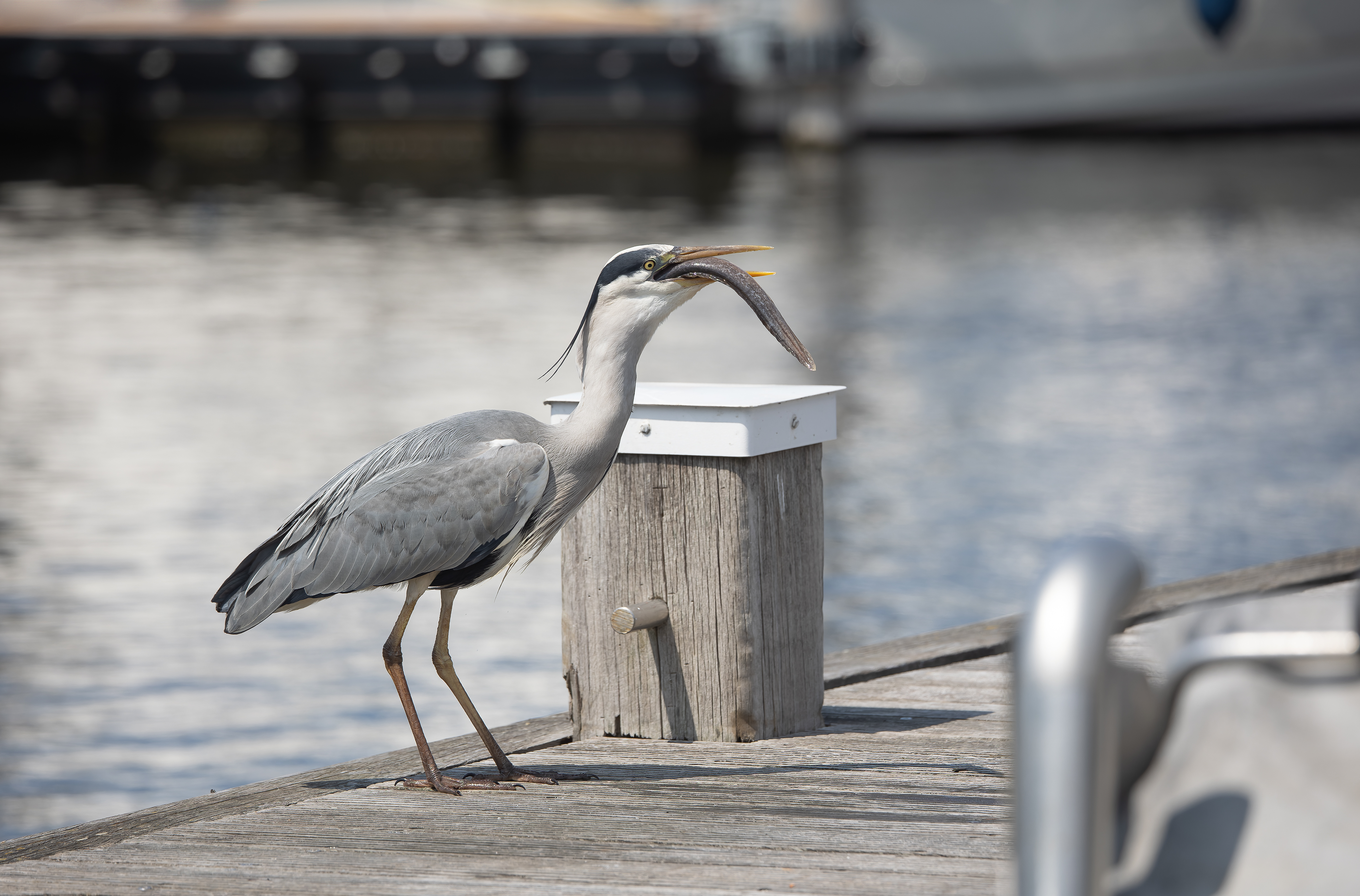Erna Koelman/ap_Blauwe_Reiger_Urk_met_dikke_paling_20230611_Erna_Koelman_IMG_2013.jpg