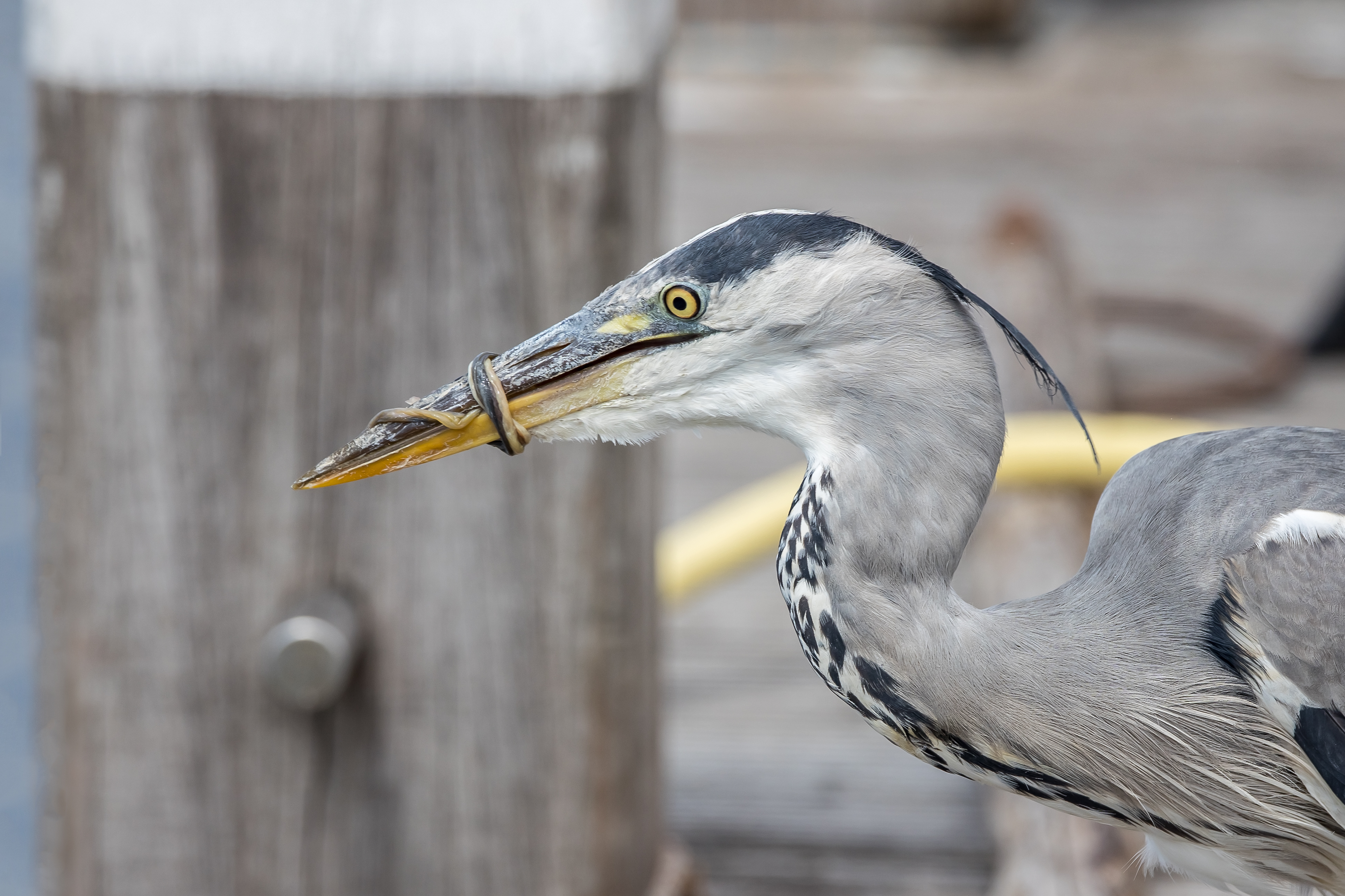Erna Koelman/ap_Blauwe_Reiger_met_paling_om_snavel_Urk_202307_20_Erna_Koelman_IMG_2954.jpg