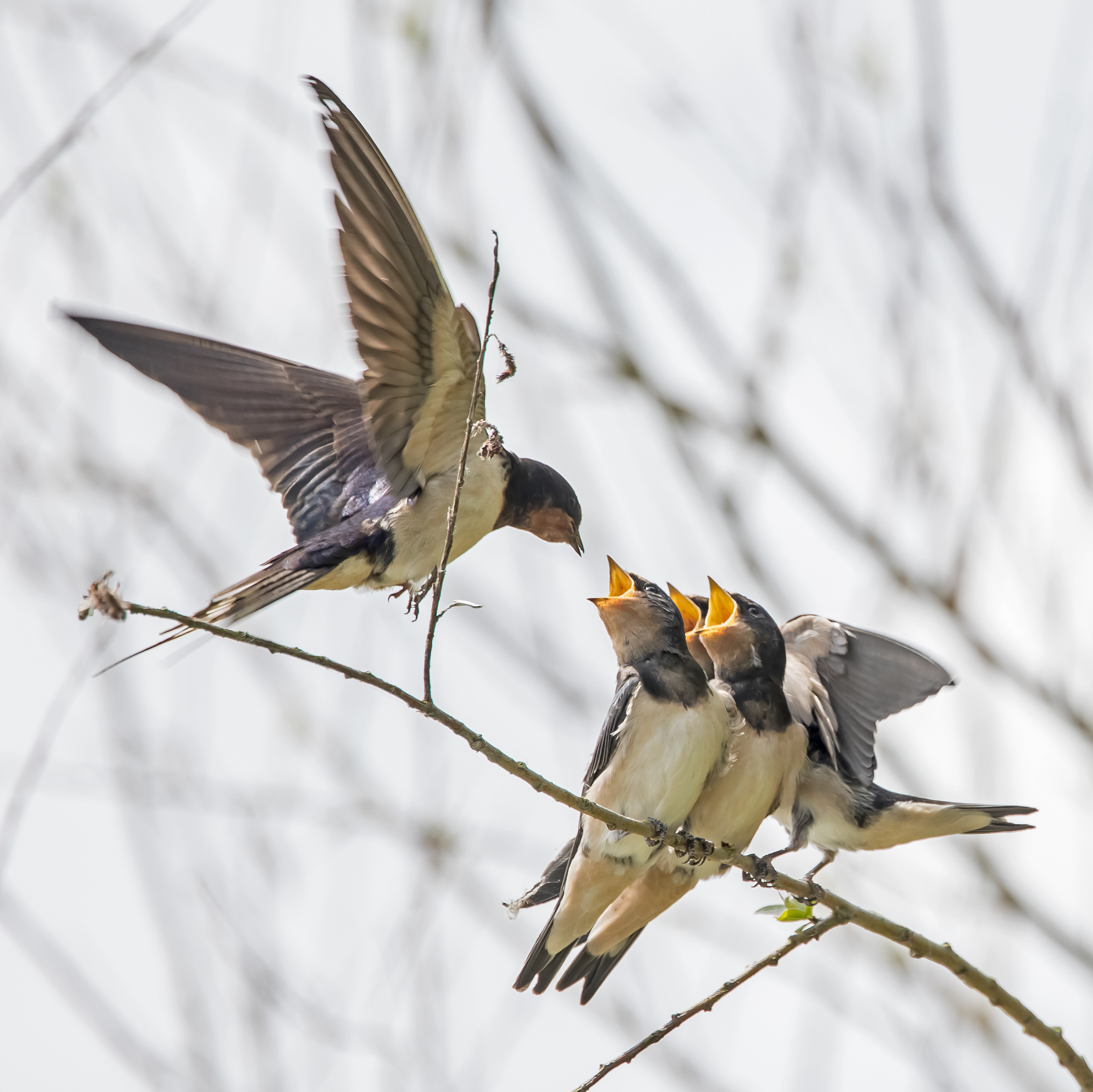 Erna Koelman/ap_Boerenzwaluw_Julianapad_20220705_Erna_Koelman_IMG_3261.jpg