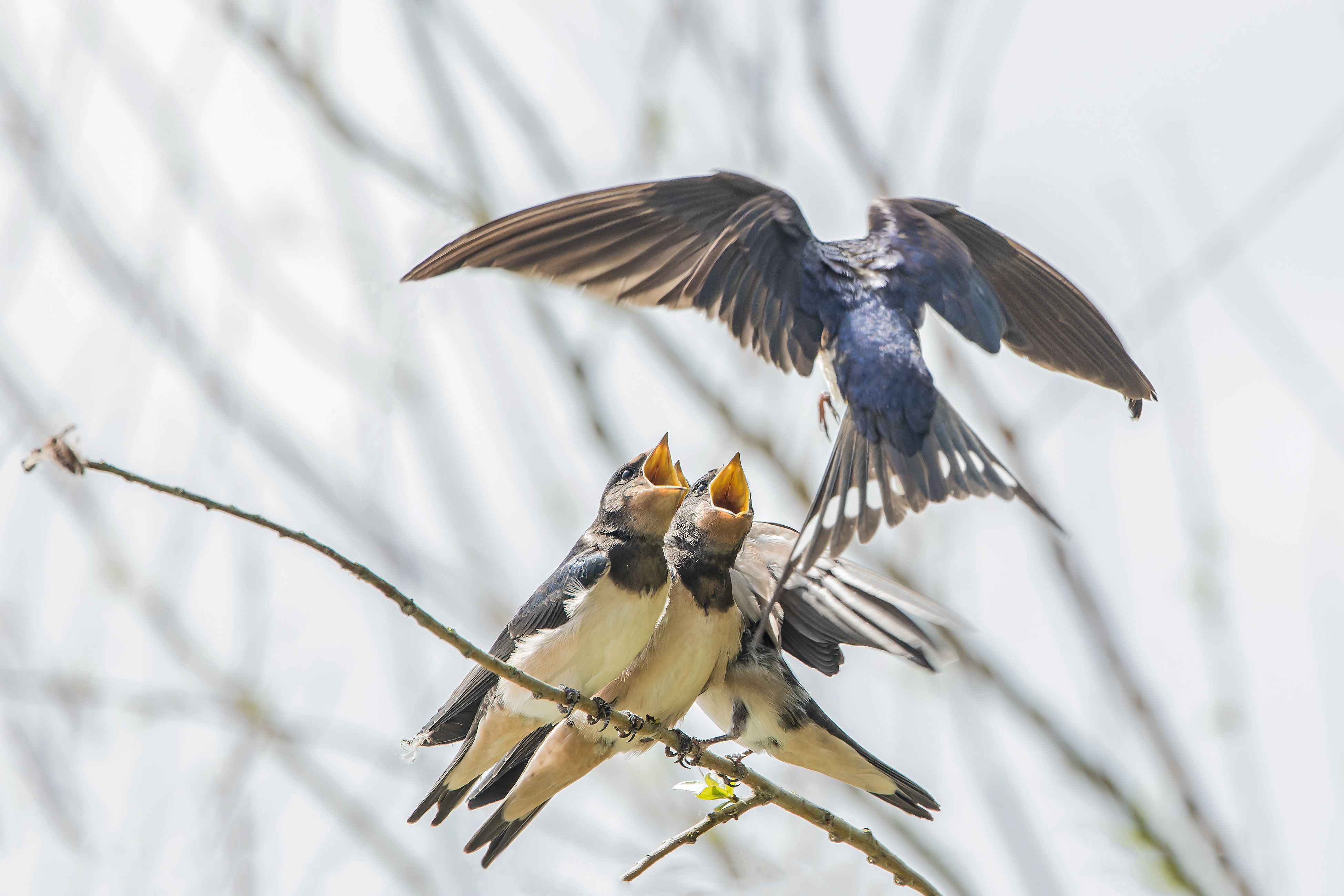 Erna Koelman/ap_Boerenzwaluw_Julianapad_20220705_Erna_Koelman_IMG_3292_Boeren.jpg