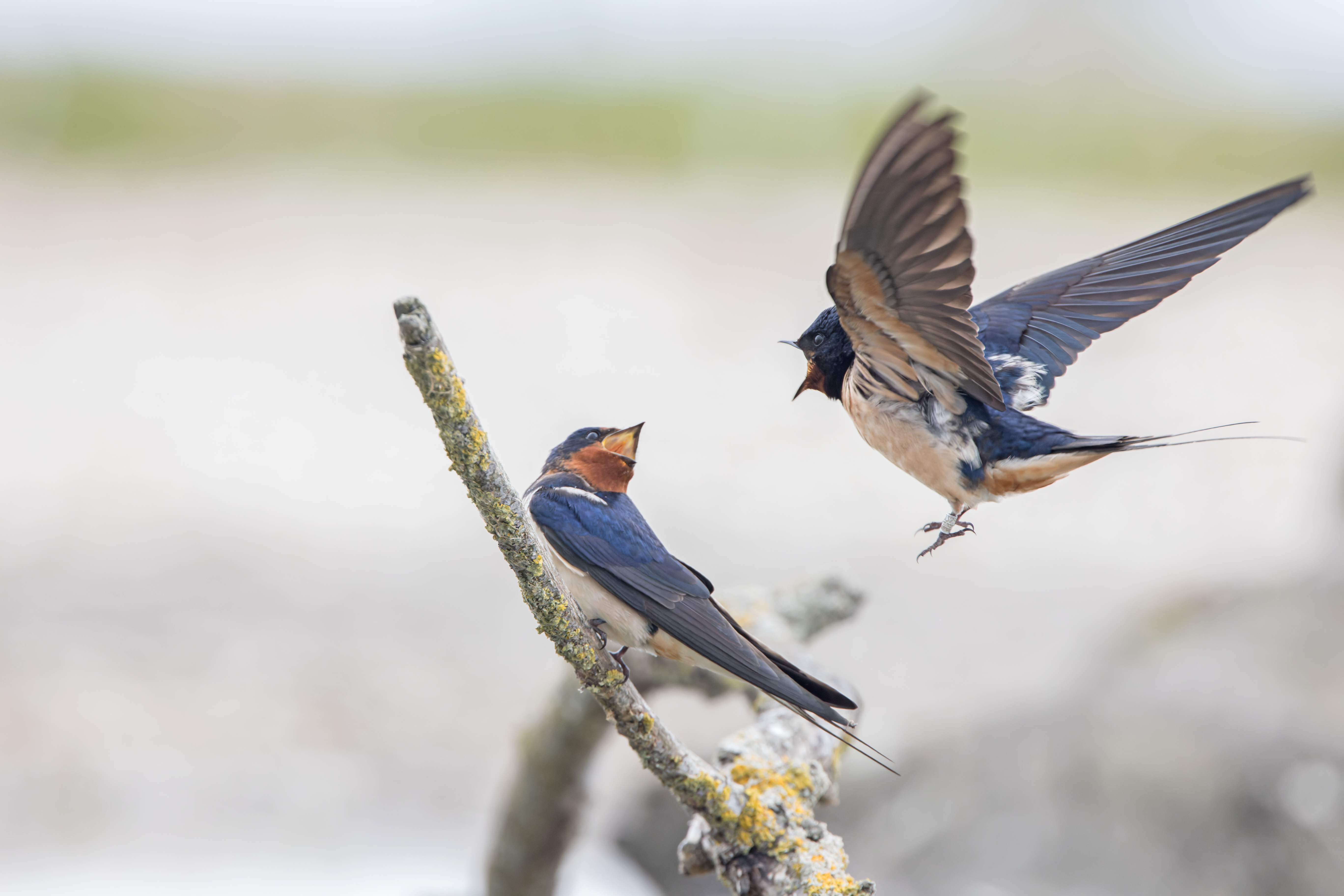 Erna Koelman/ap_Boerenzwaluw_Marker_Wadden_20220430_Erna_Koelman_IMG_5779.jpg