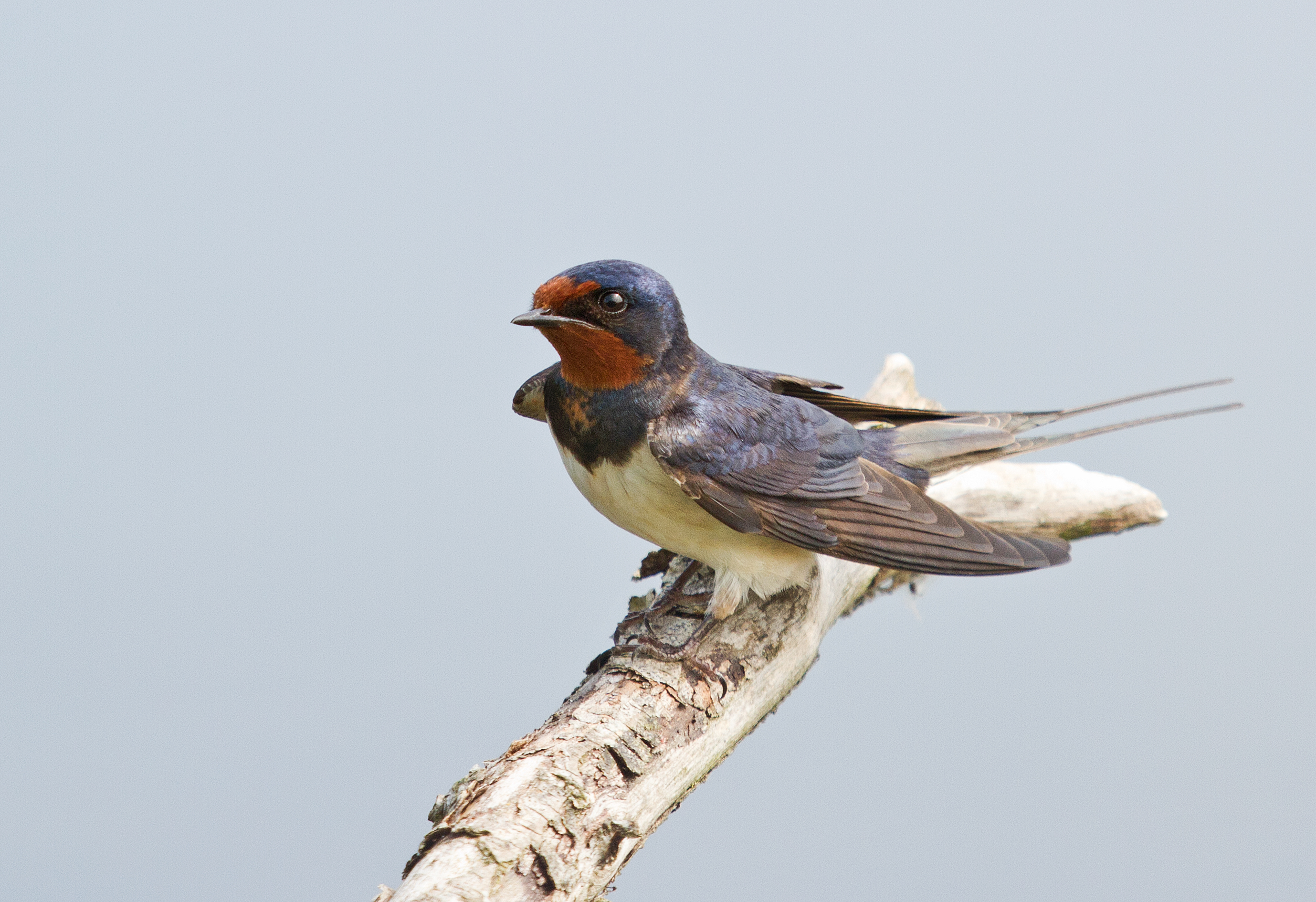 Erna Koelman/ap_Boerenzwaluw_Oostvaardersveld_20170610_Erna_Koelman_IMG_0146.jpg