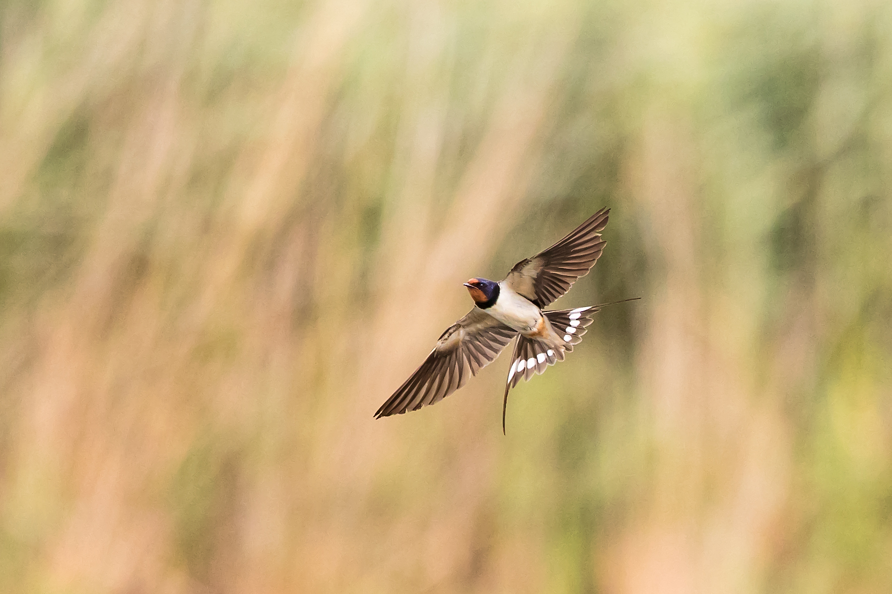 Erna Koelman/ap_Boerenzwaluw_in_vlucht_Houtribhaven_20210730_Erna_Koelman_IMG_8681.jpg