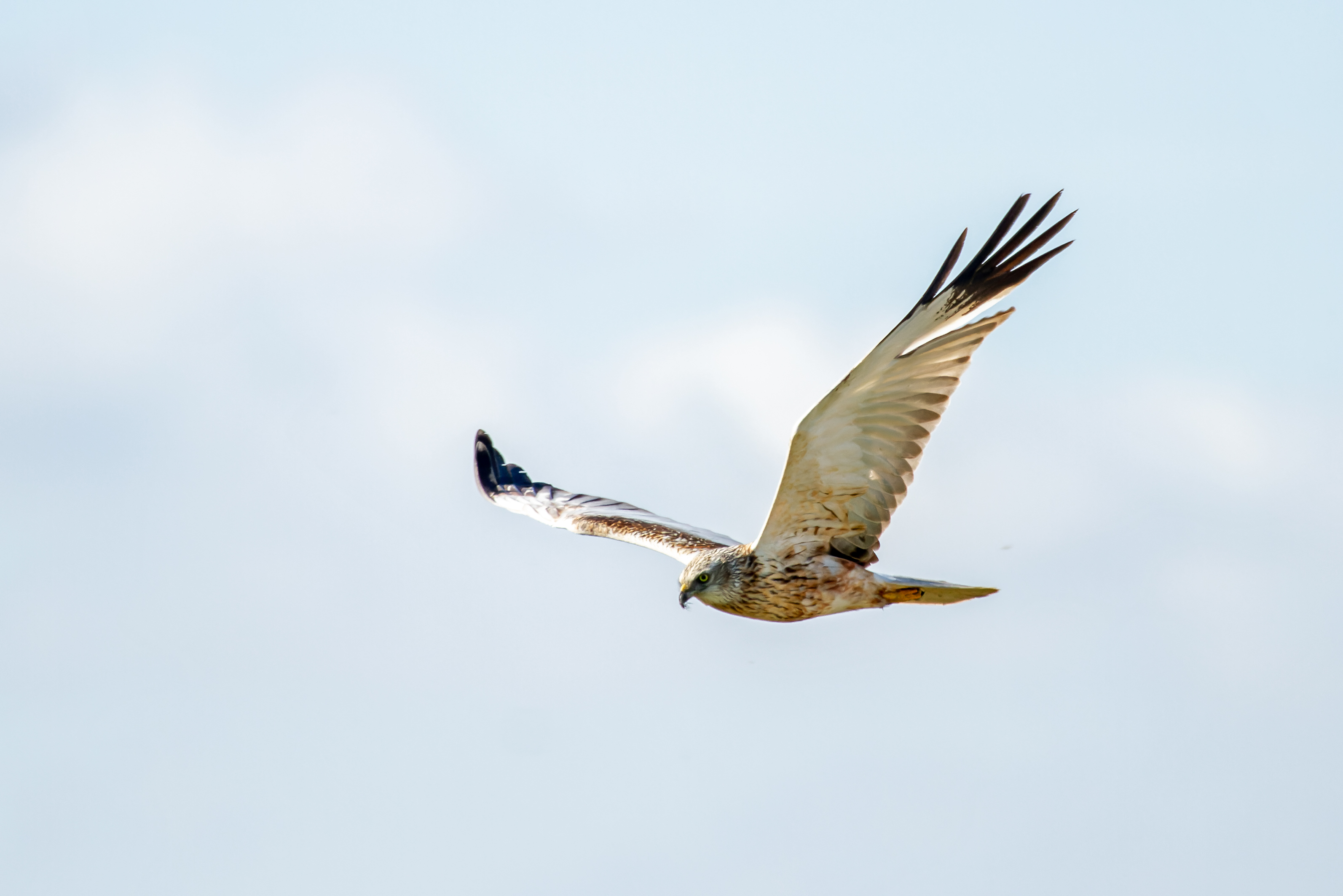 Erna Koelman/ap_Bruine_Kiekendief_man_Almere_20170525_Erna_Koelman_IMG_8659.jpg