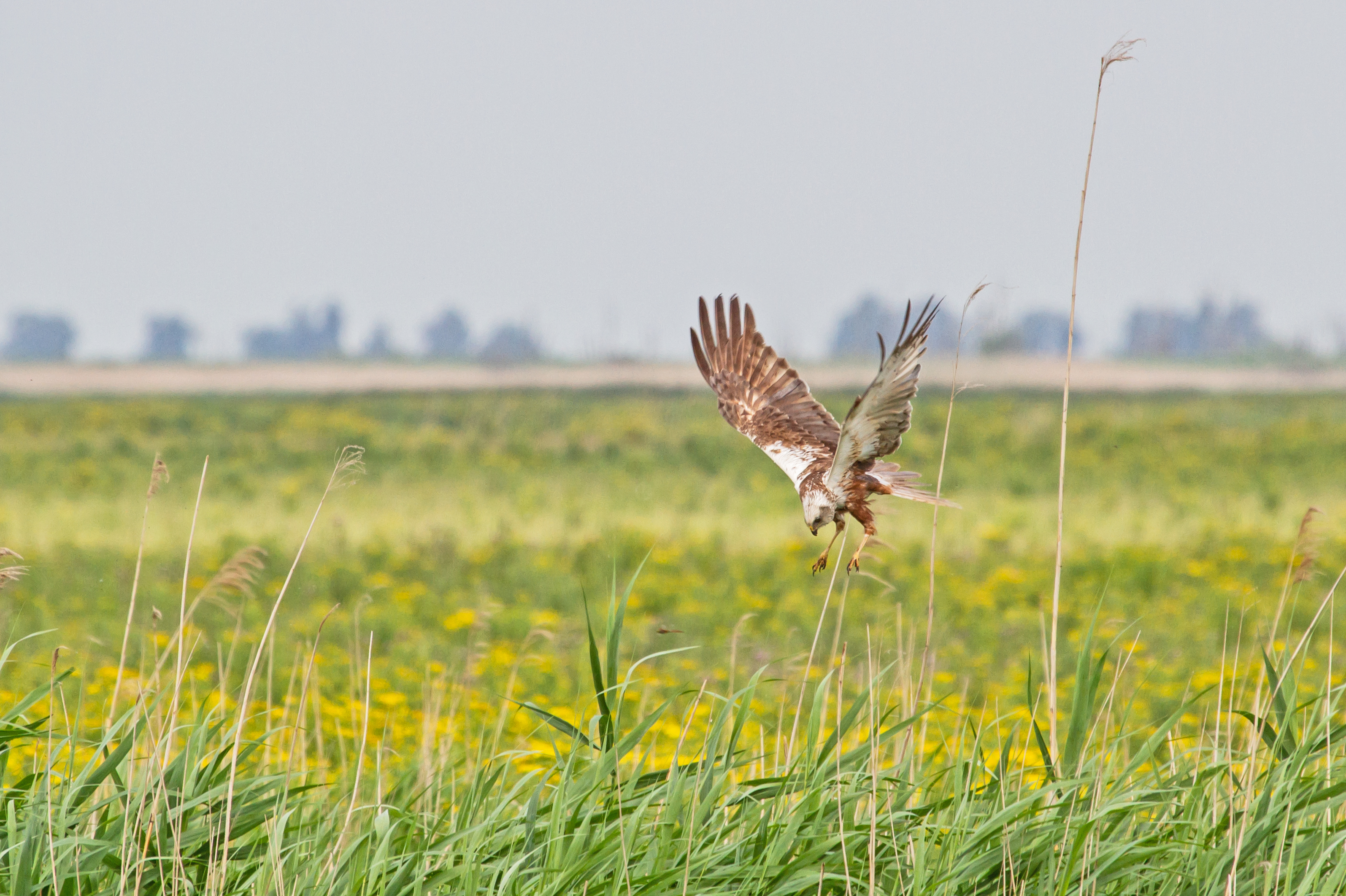 Erna Koelman/ap_Bruine_Kiekendief_vrouw_Oostvaardersplassen_20150707_Erna_Koelman_IMG_2689.jpg