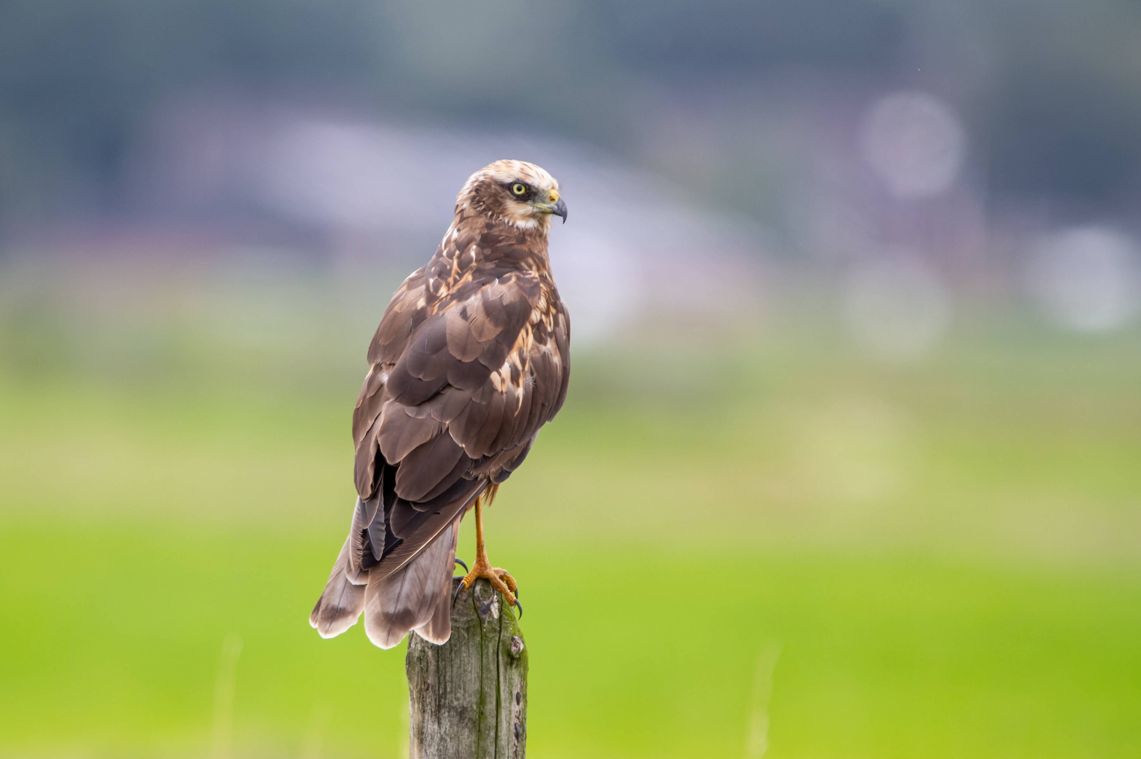 Erna Koelman/ap_Bruine_Kiekendief_vrouw_Zuidlaardermeer_20200730_Erna_Koelman_IMG_6233.jpg