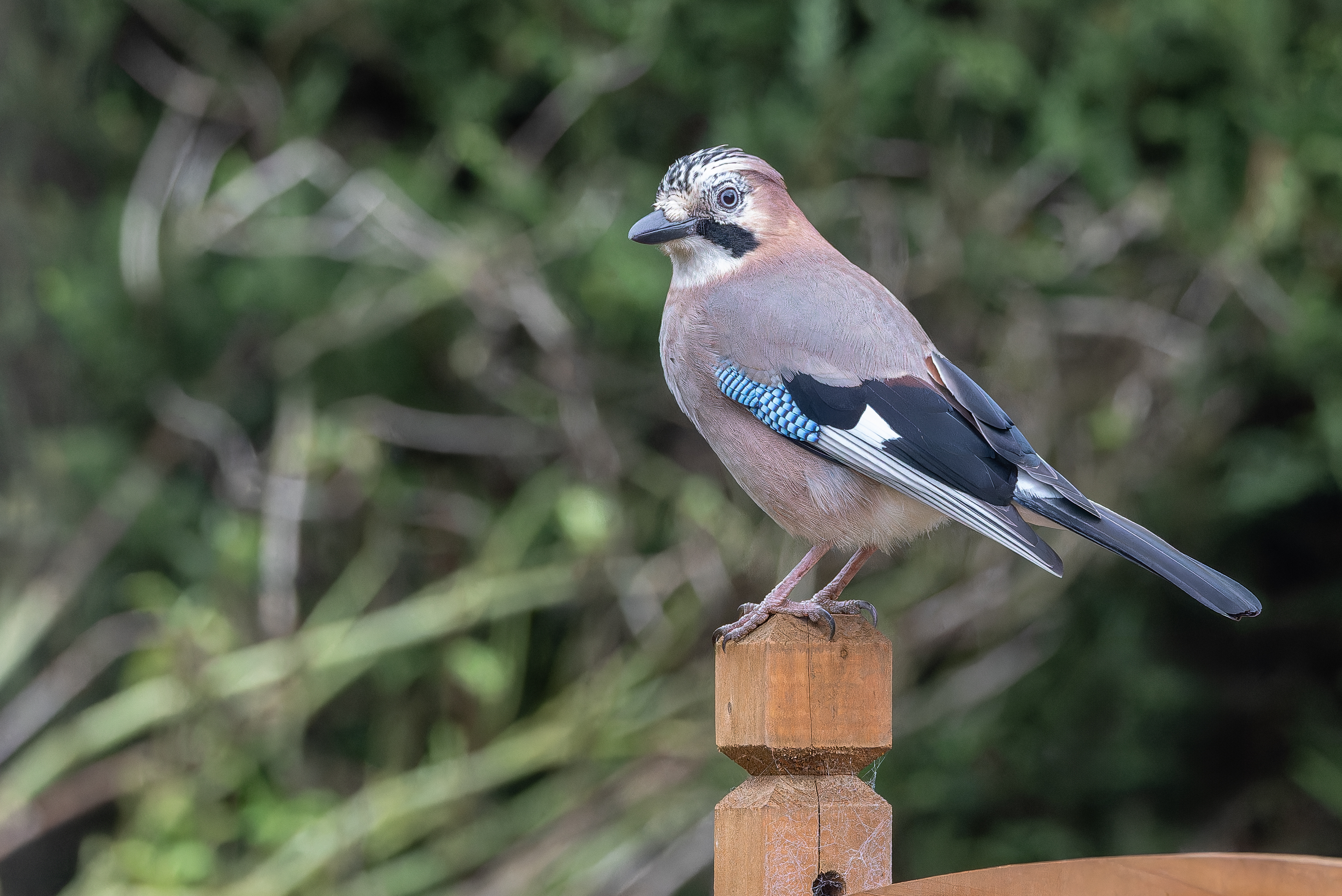 Erna Koelman/ap_Gaai_Lelystad_Tuinvogeltelling_20251206_Erna_Koelman_IMG_1554.jpg