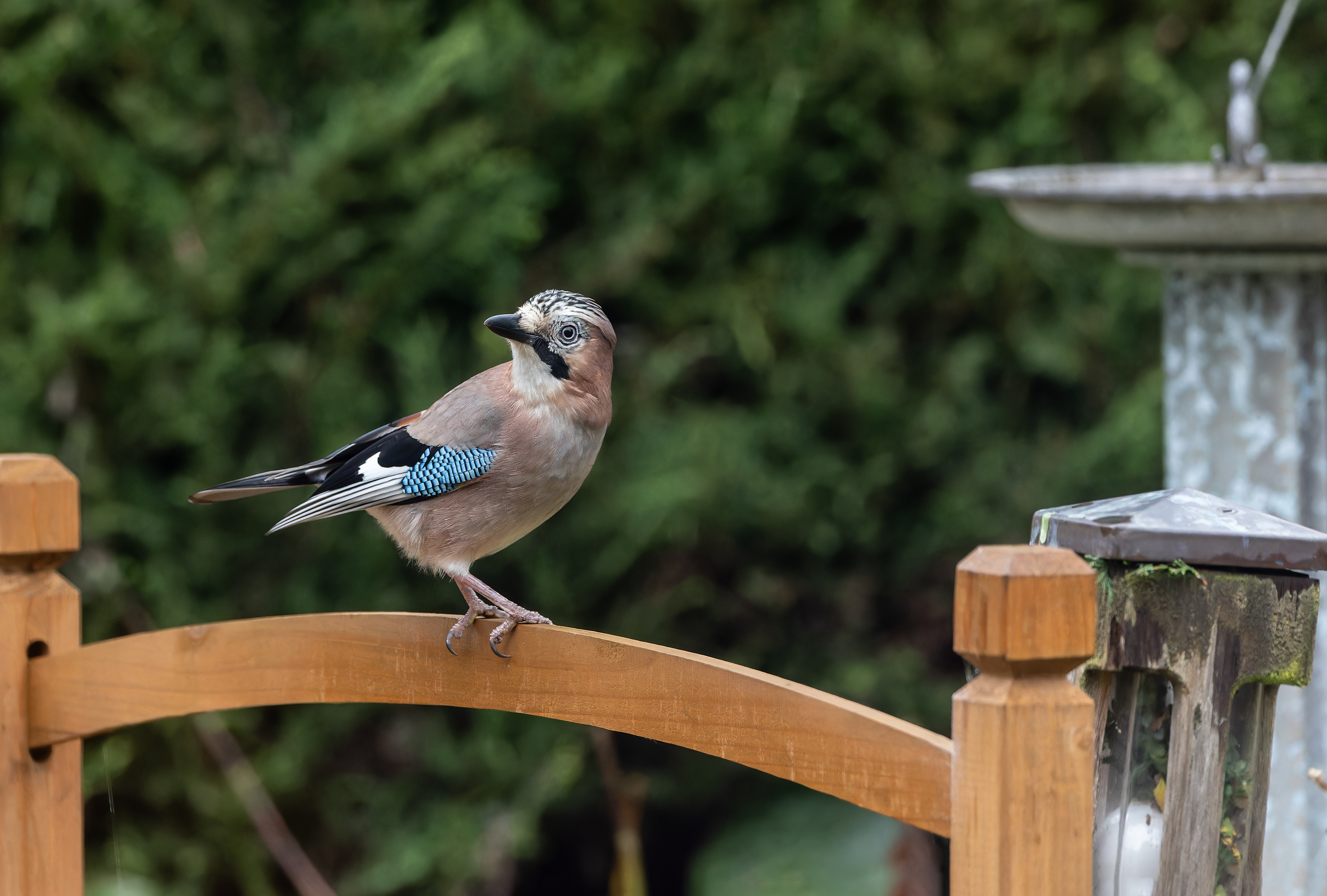 Erna Koelman/ap_Gaai_Lelystad_Tuinvogeltelling_20251206_Erna_Koelman_IMG_1566.jpg