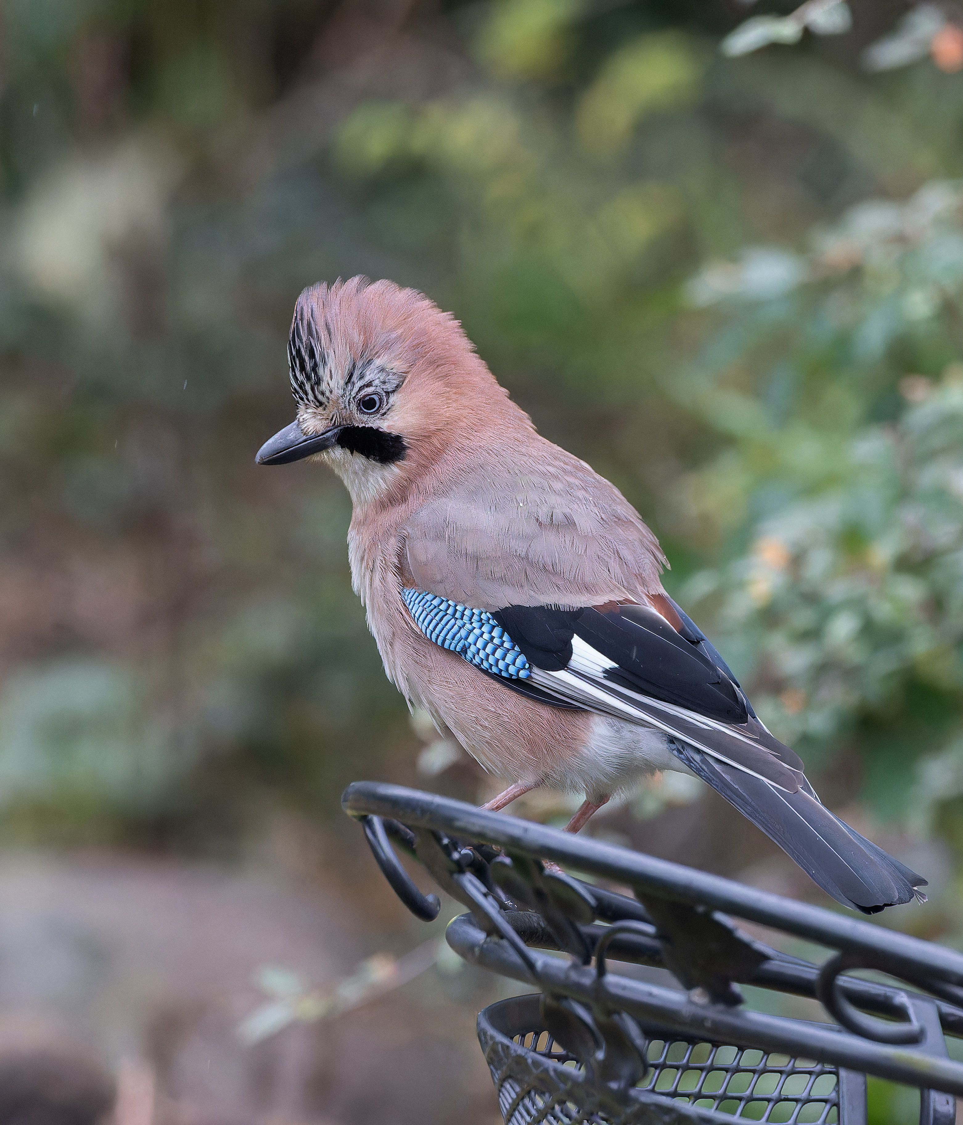 Erna Koelman/ap_Gaai_Lelystad_Tuinvogeltelling_20251206_Erna_Koelman_IMG_1607.jpg