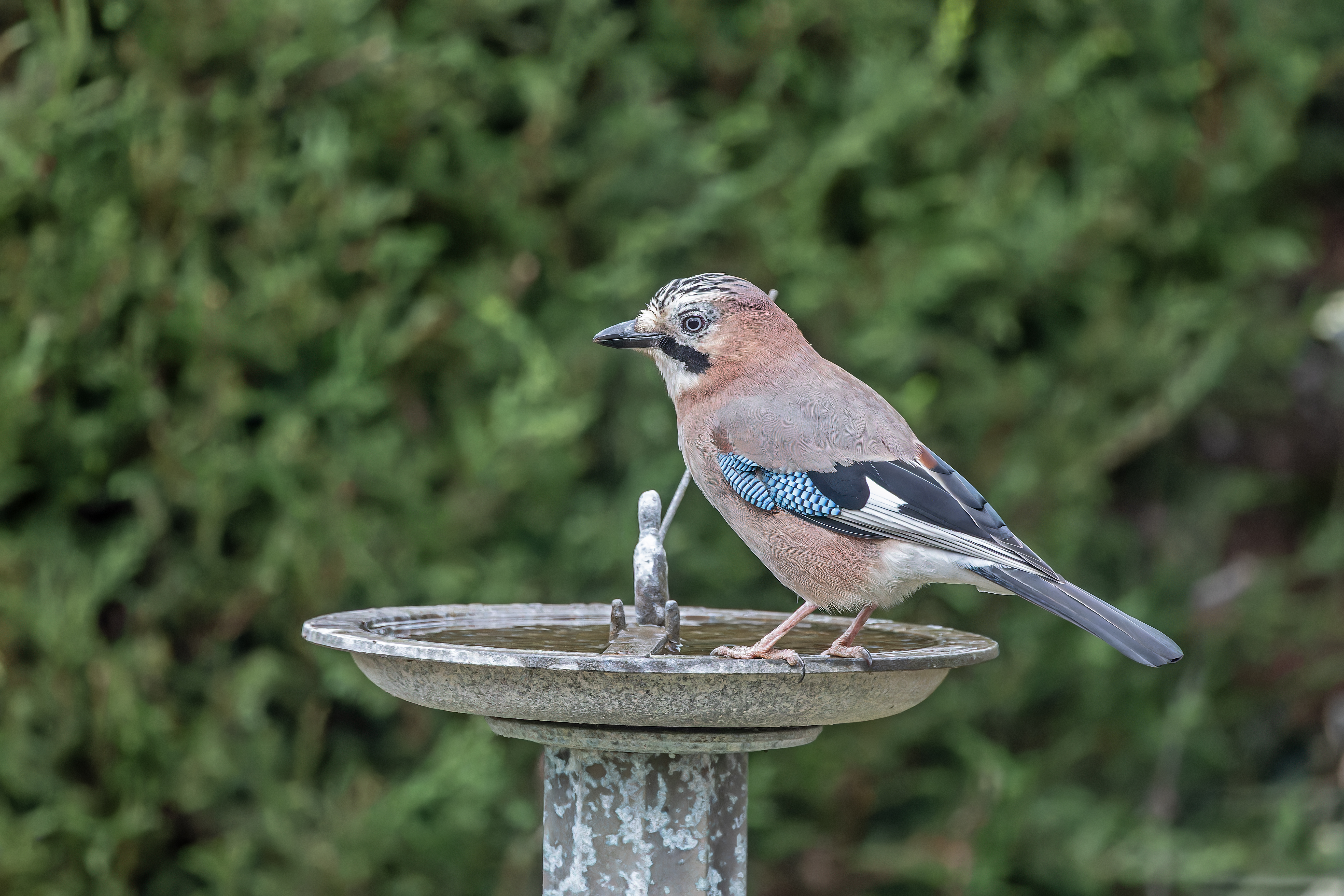 Erna Koelman/ap_Gaai_Lelystad_Tuinvogeltelling_20251206_Erna_Koelman_IMG_1640.jpg