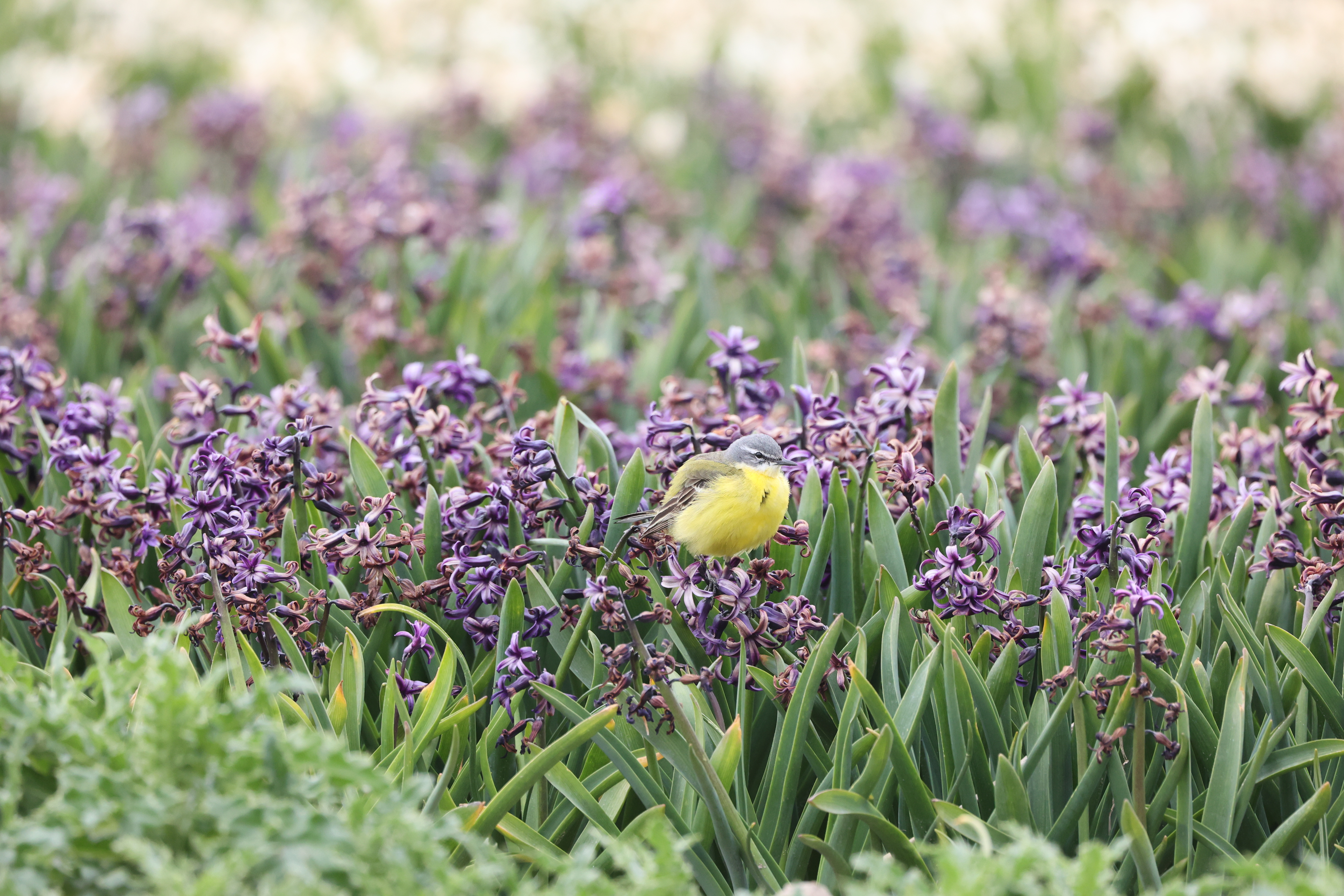 Erna Koelman/ap_Gele_Kwikstaart_Almere_achter_de_gevangenis_20220427_Erna_Koelman_IMG_5104.JPG