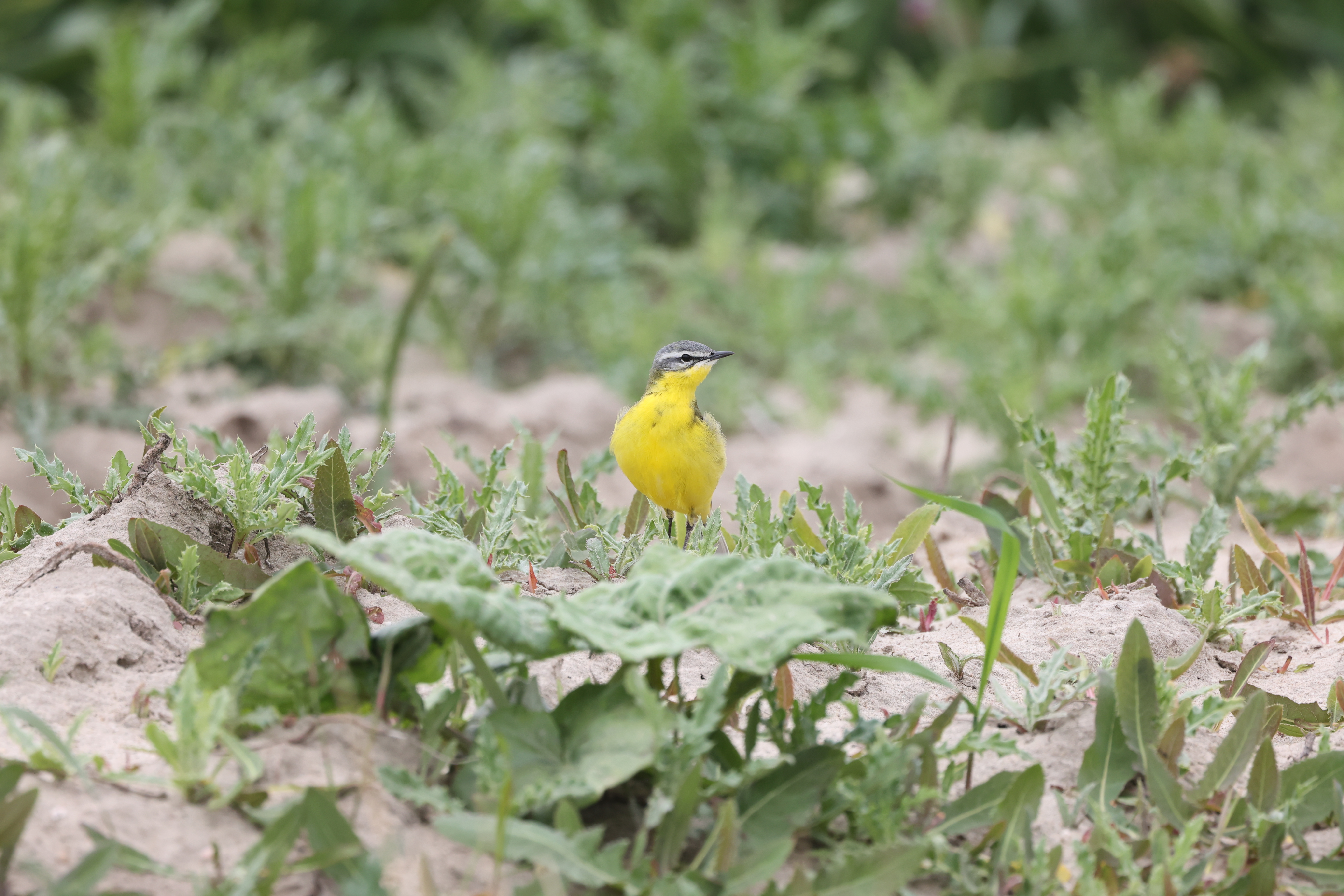 Erna Koelman/ap_Gele_Kwikstaart_Almere_achter_de_gevangenis_20220427_Erna_Koelman_IMG_5343.JPG