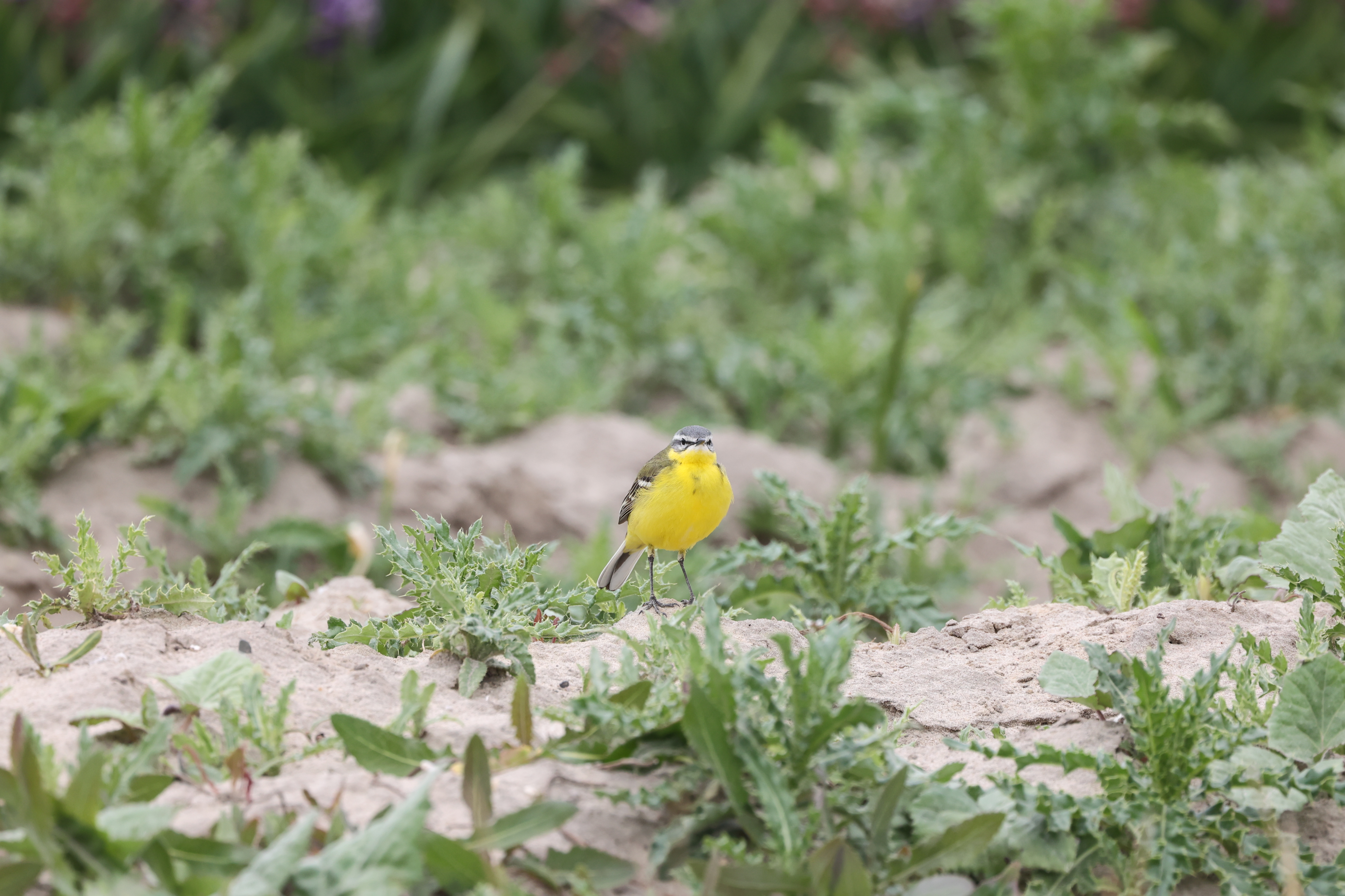Erna Koelman/ap_Gele_Kwikstaart_Almere_achter_de_gevangenis_20220427_Erna_Koelman_IMG_5363.JPG
