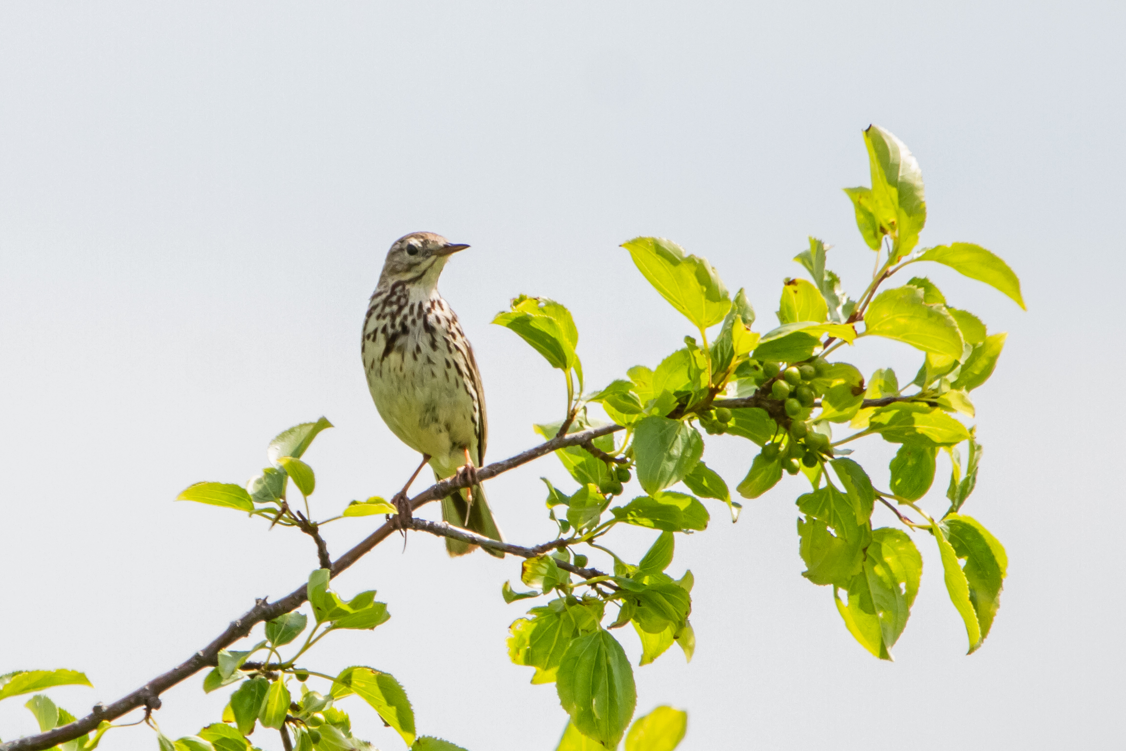 Erna Koelman/ap_Graspieper_TIJ_Haringvliet_20190618_Erna_Koelman_IMG_7384.jpg
